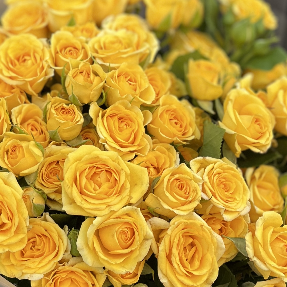 15 кустовых роз Еллоу бейби 40 см