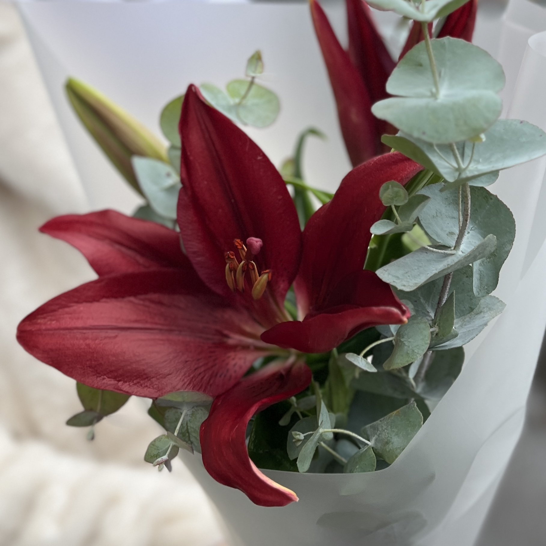 Бордовая лилия с эвкалиптом