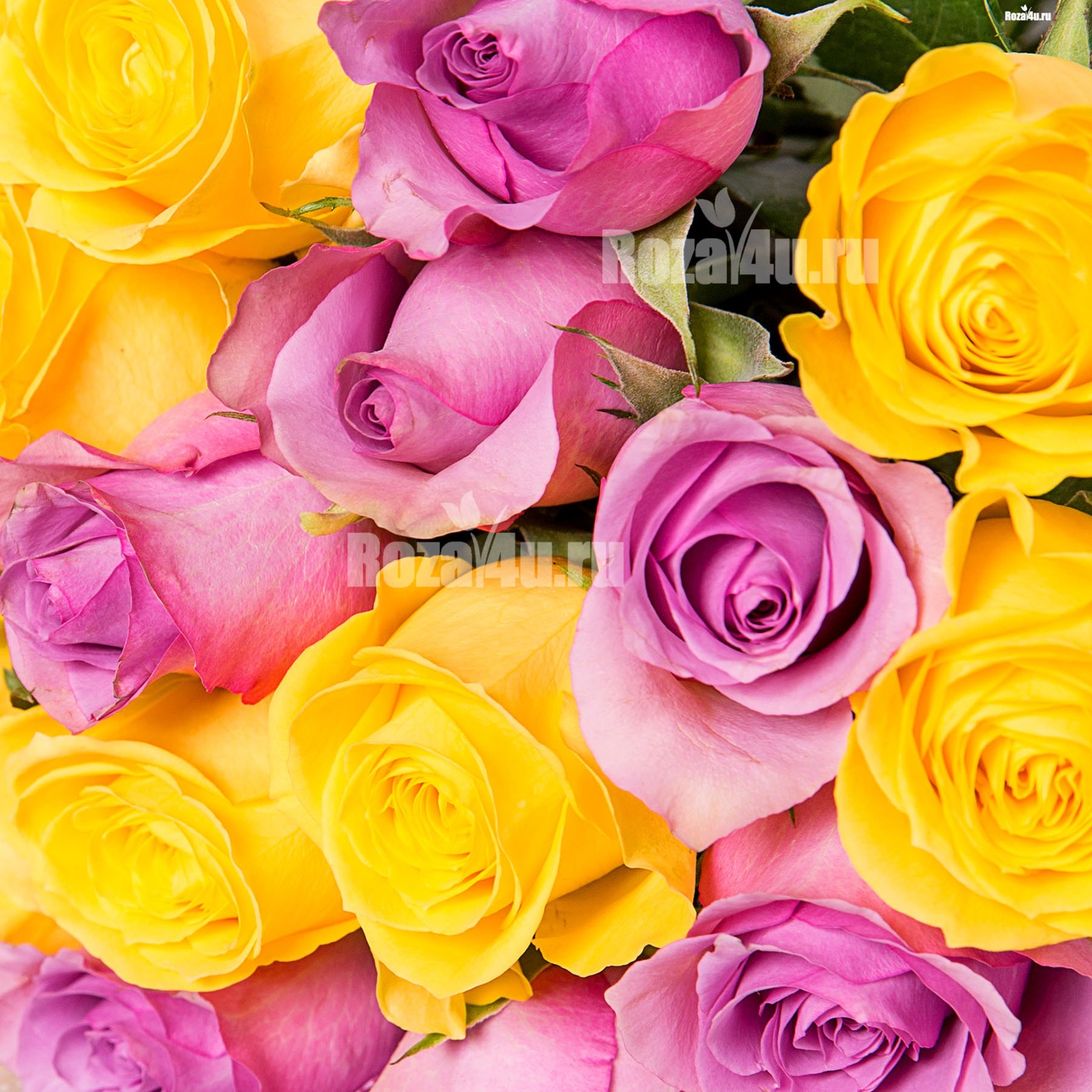 25 желтых и сиреневых роз