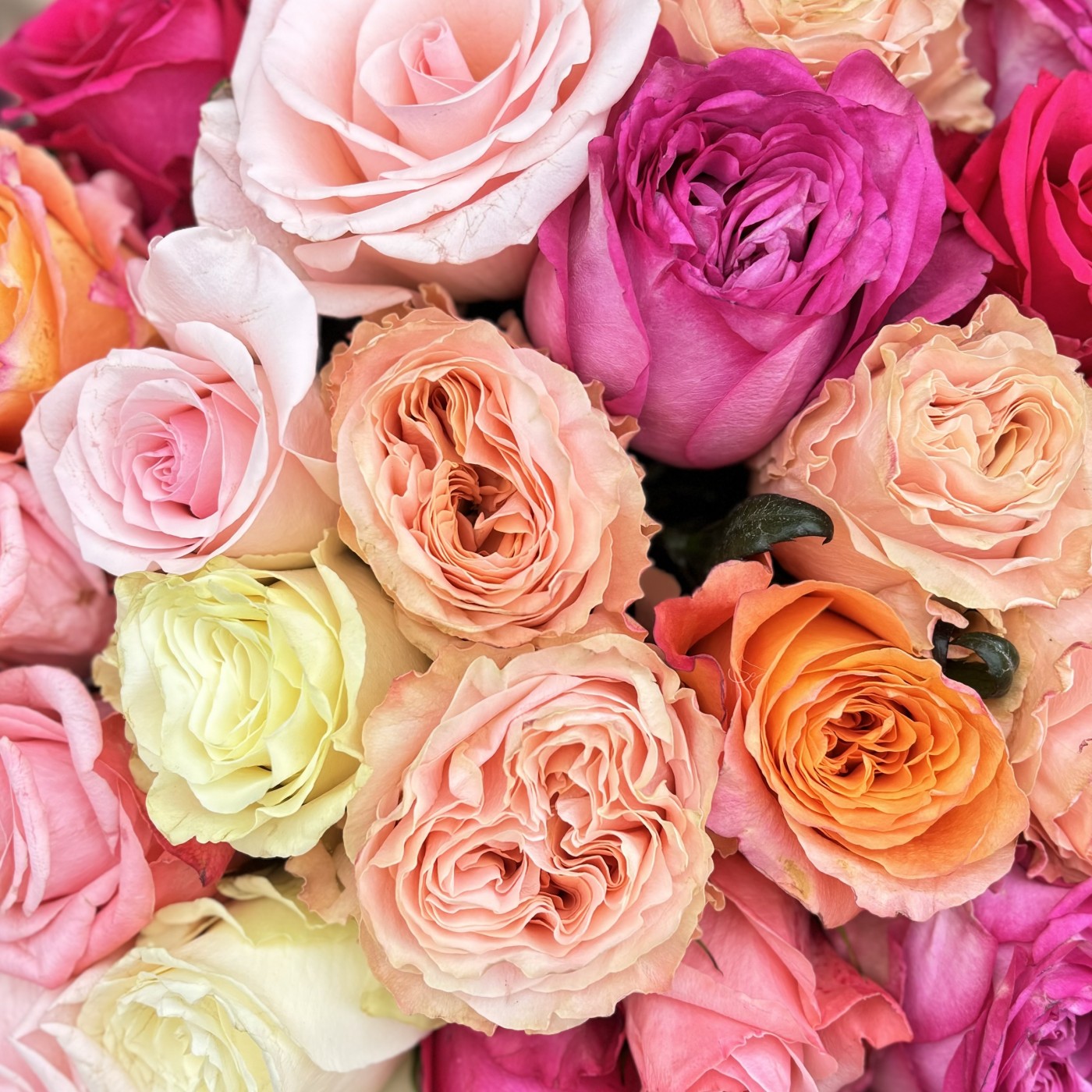 25 пастельных роз MIX