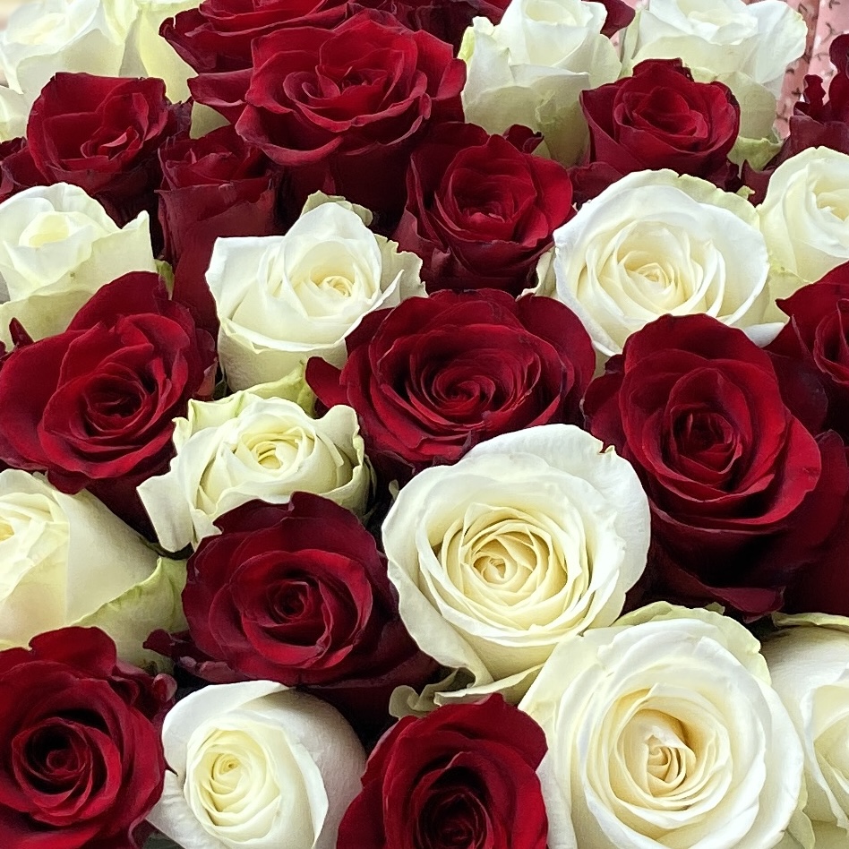 35 красных и белых длинных роз