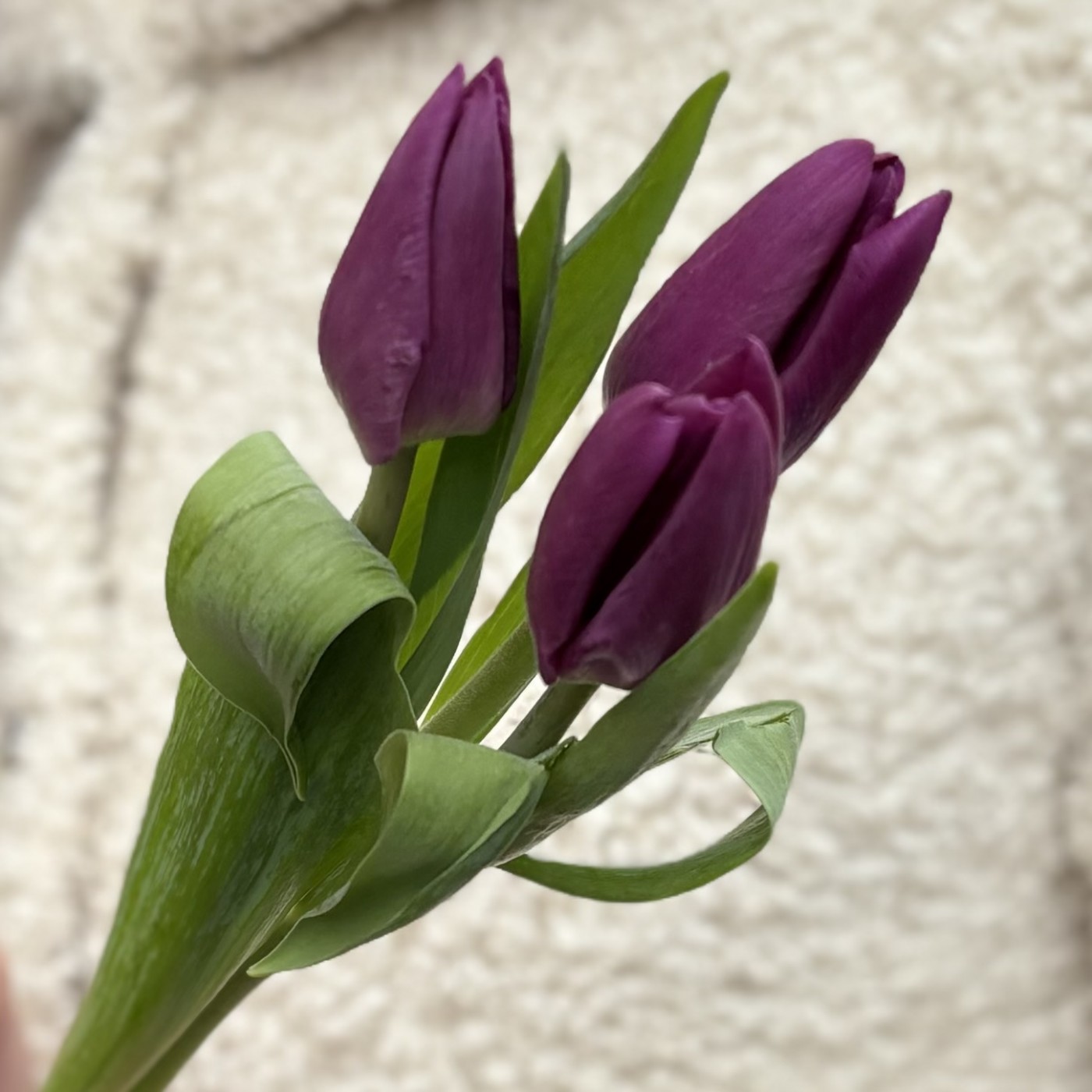 3 фиолетовых тюльпана
