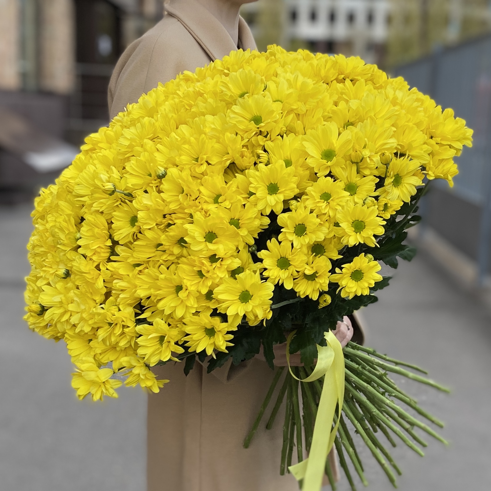51 желтая кустовая хризантема Бакарди