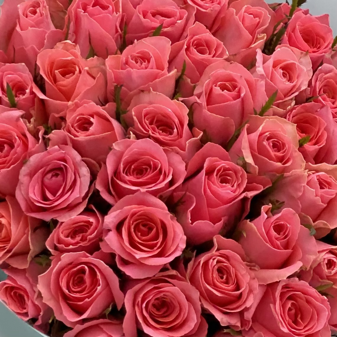 51 коралловая роза