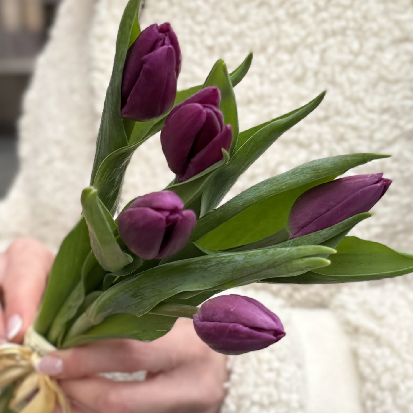 5 фиолетовых тюльпанов