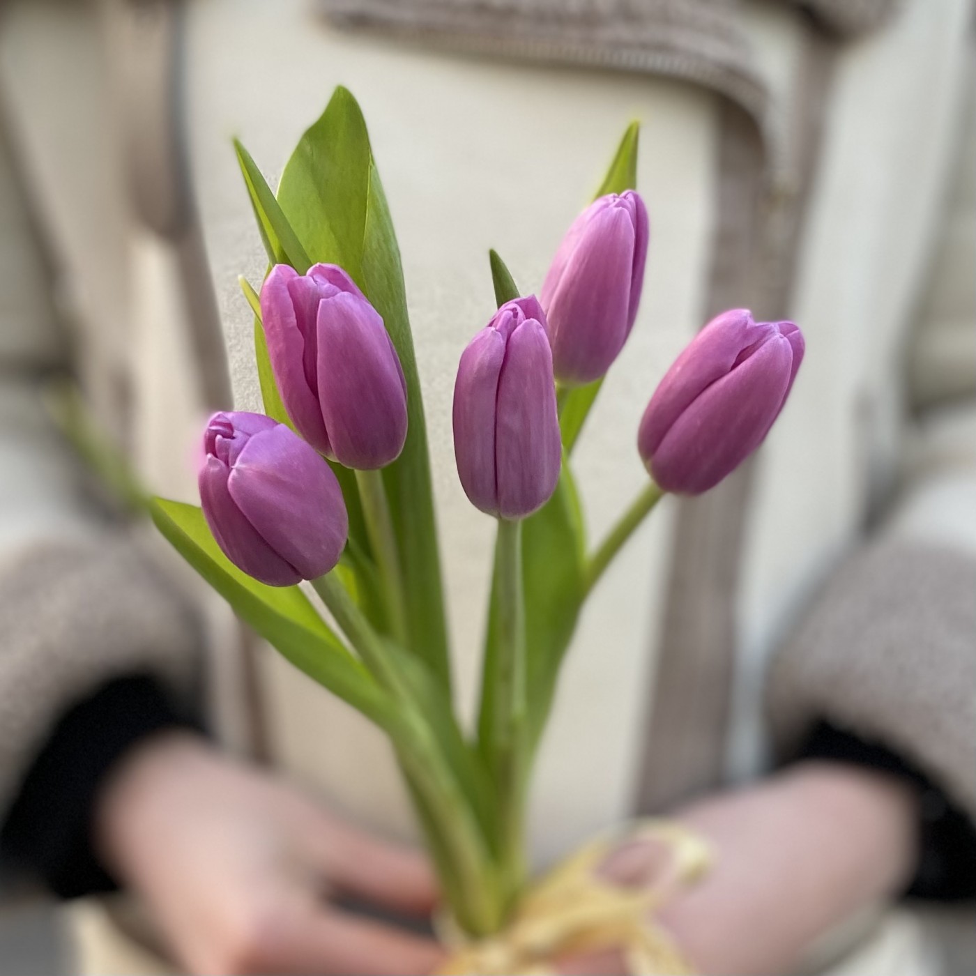 5 лиловых тюльпанов с лентой