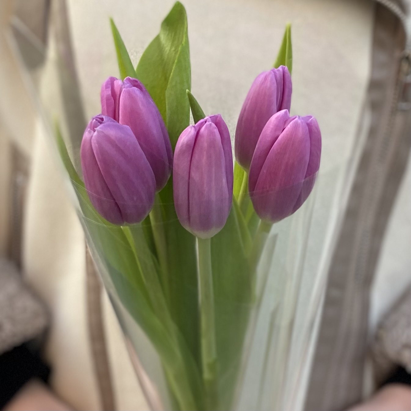5 лиловых тюльпанов в пленке