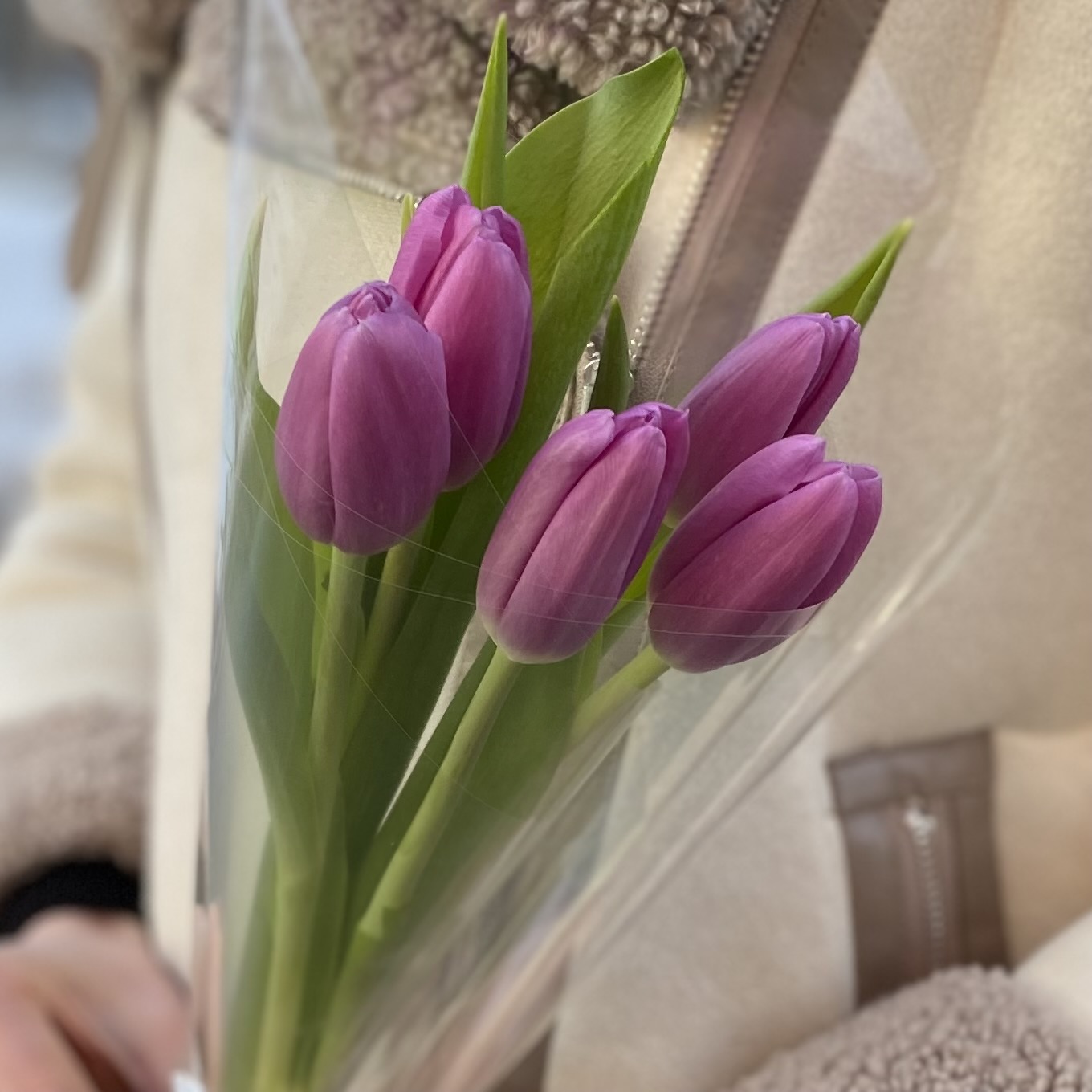 5 лиловых тюльпанов в пленке