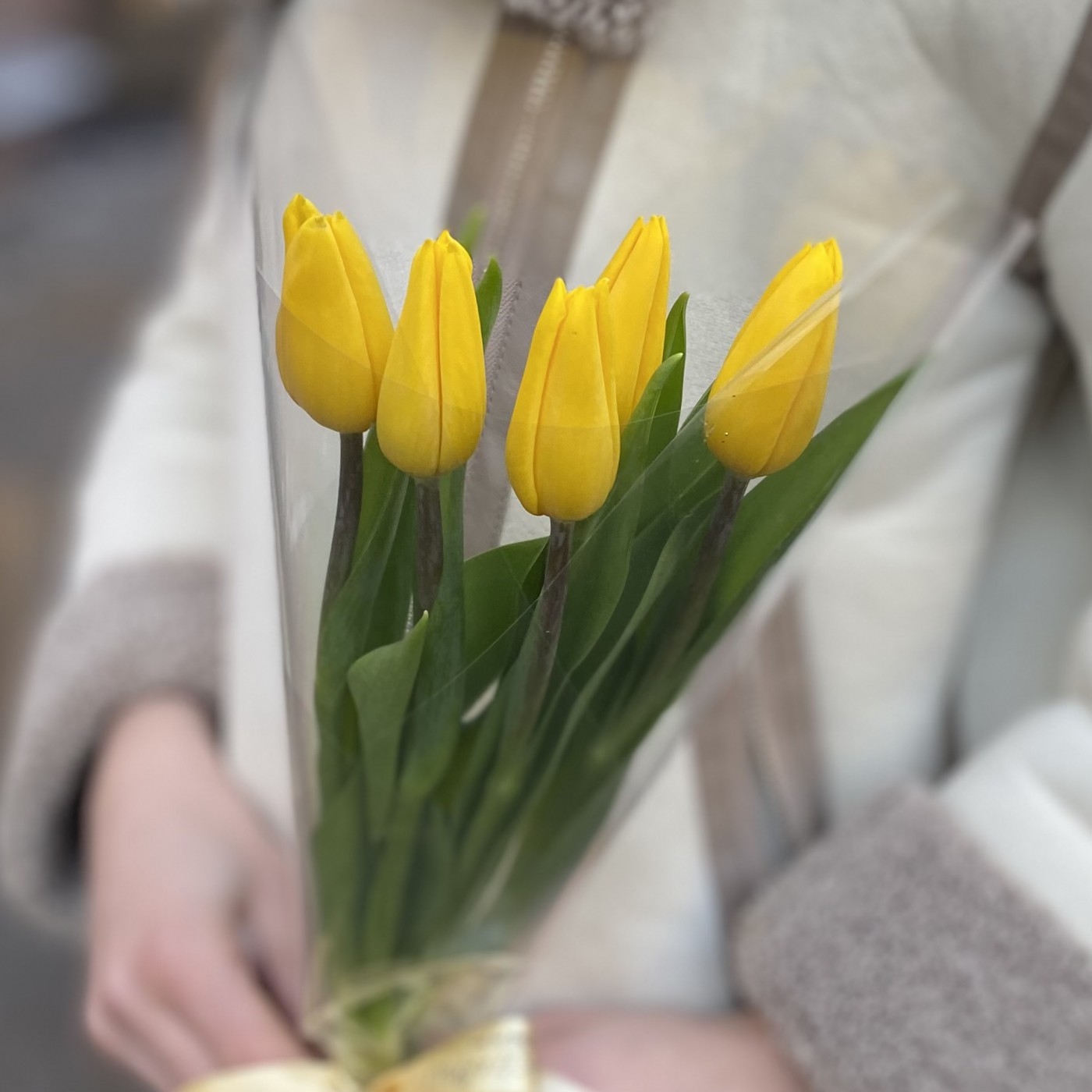 5 желтых тюльпанов в пленке