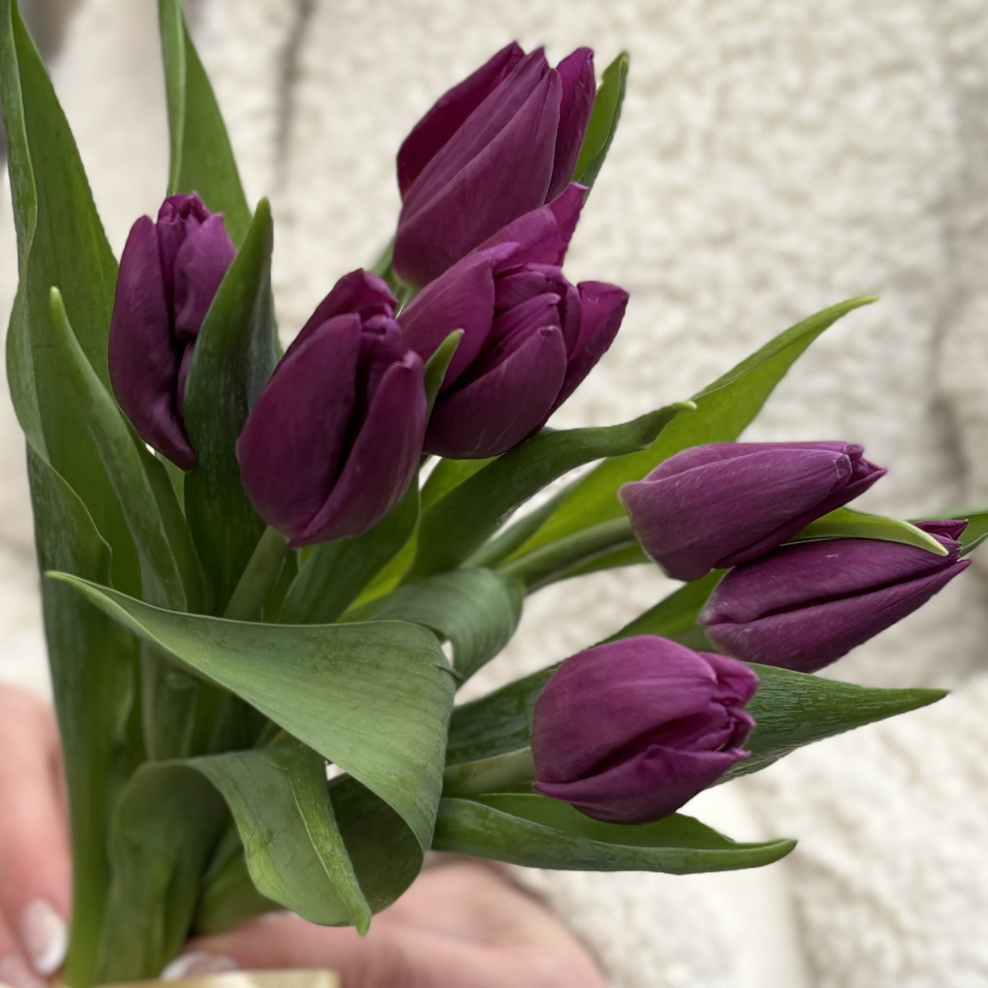 7 фиолетовых тюльпанов