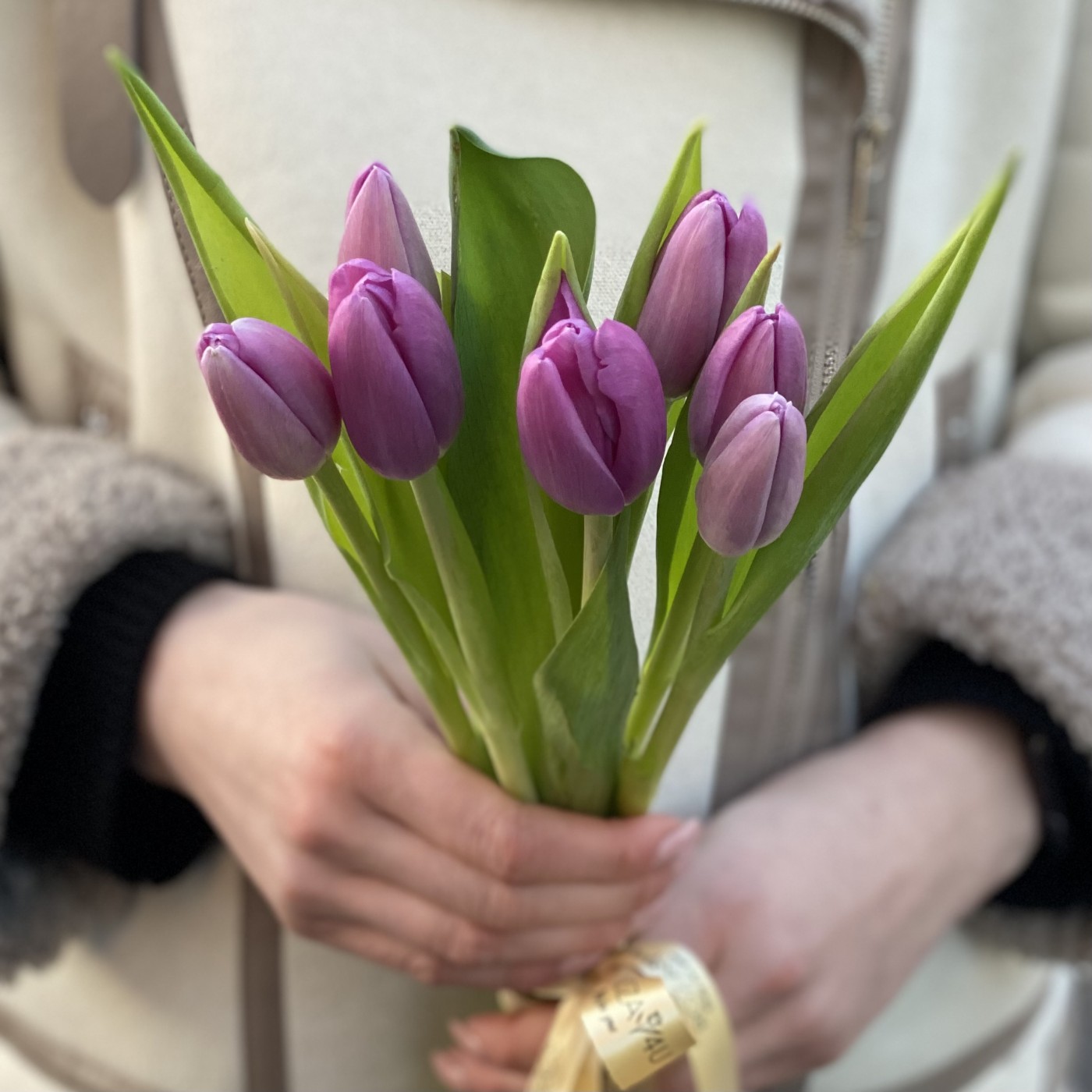 7 лиловых тюльпанов Шугр принц