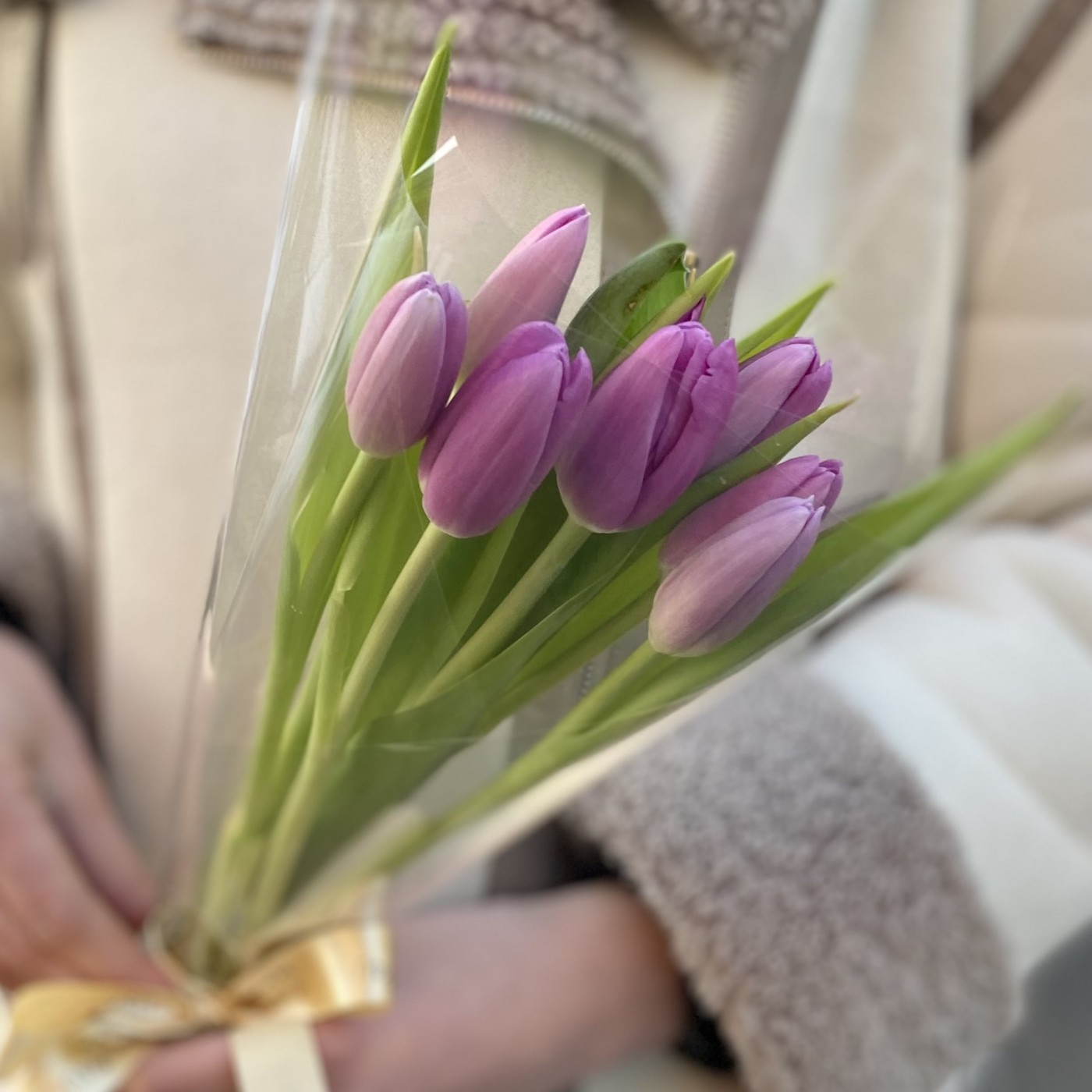 7 лиловых тюльпанов в пленке