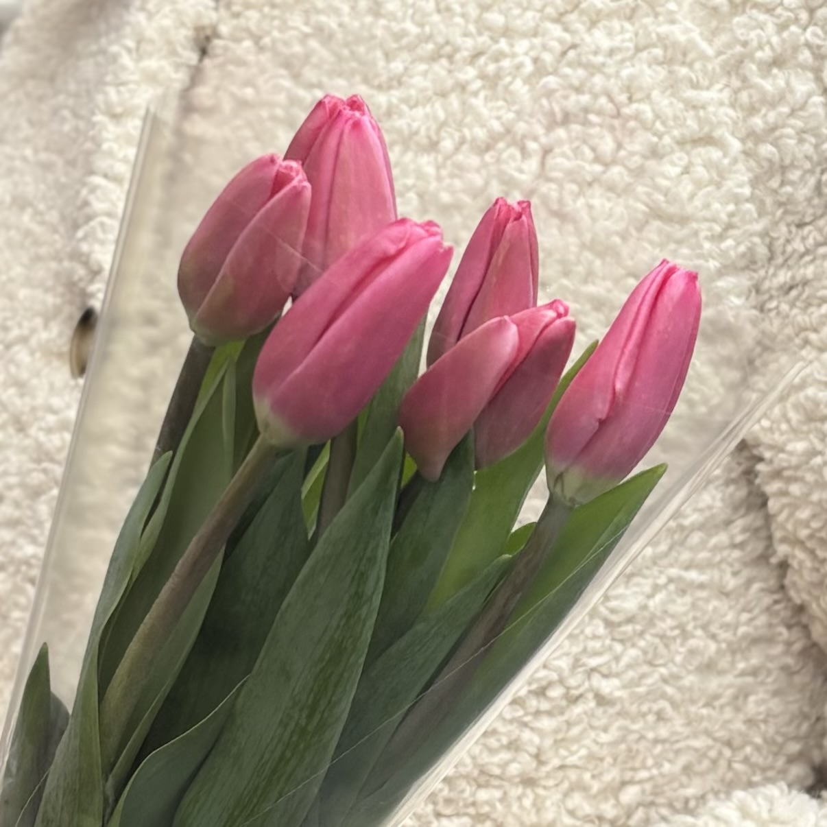 7 розовых тюльпанов Трезор