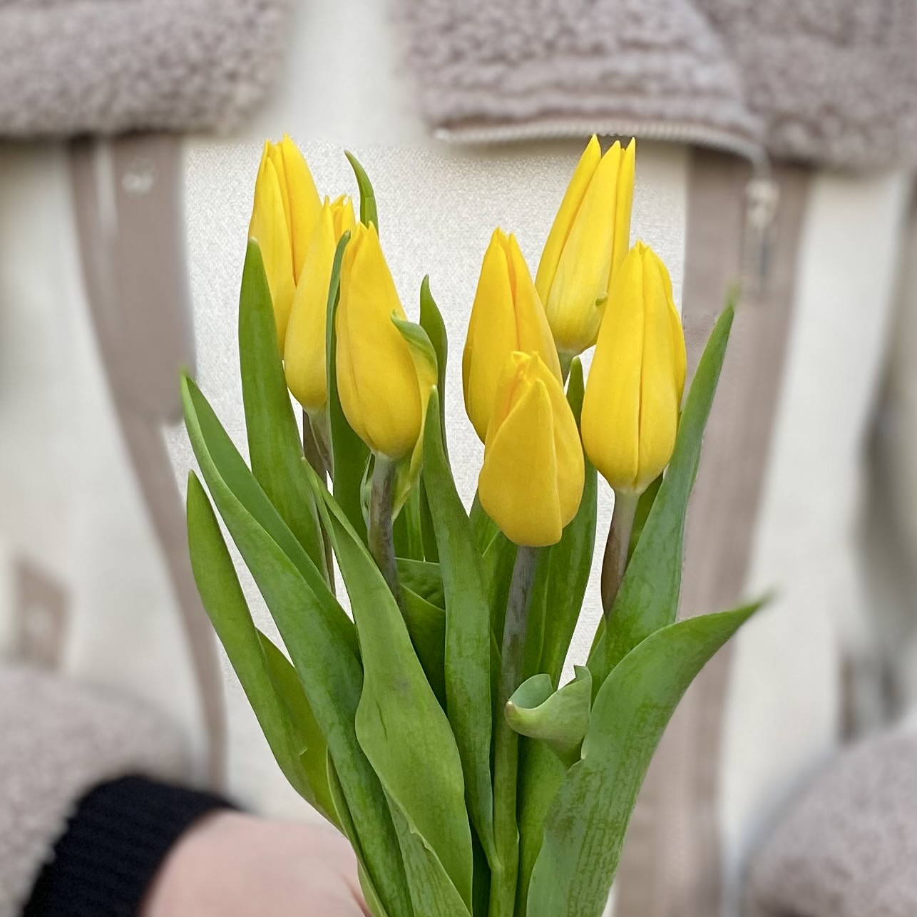7 желтых тюльпанов с лентой