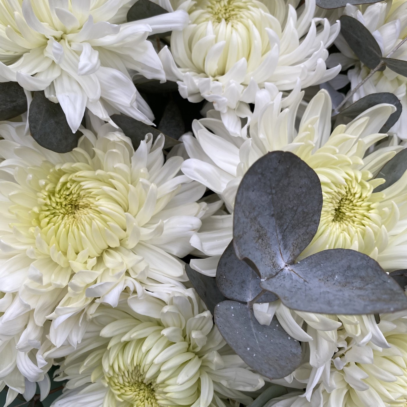 11 белых хризантем с эвкалиптом