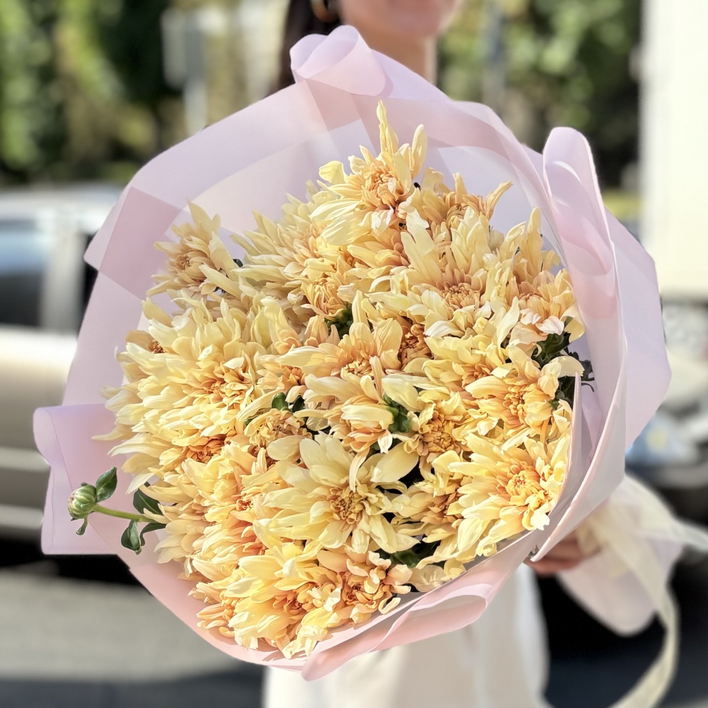 9 персиковых кустовых хризантем Балтика