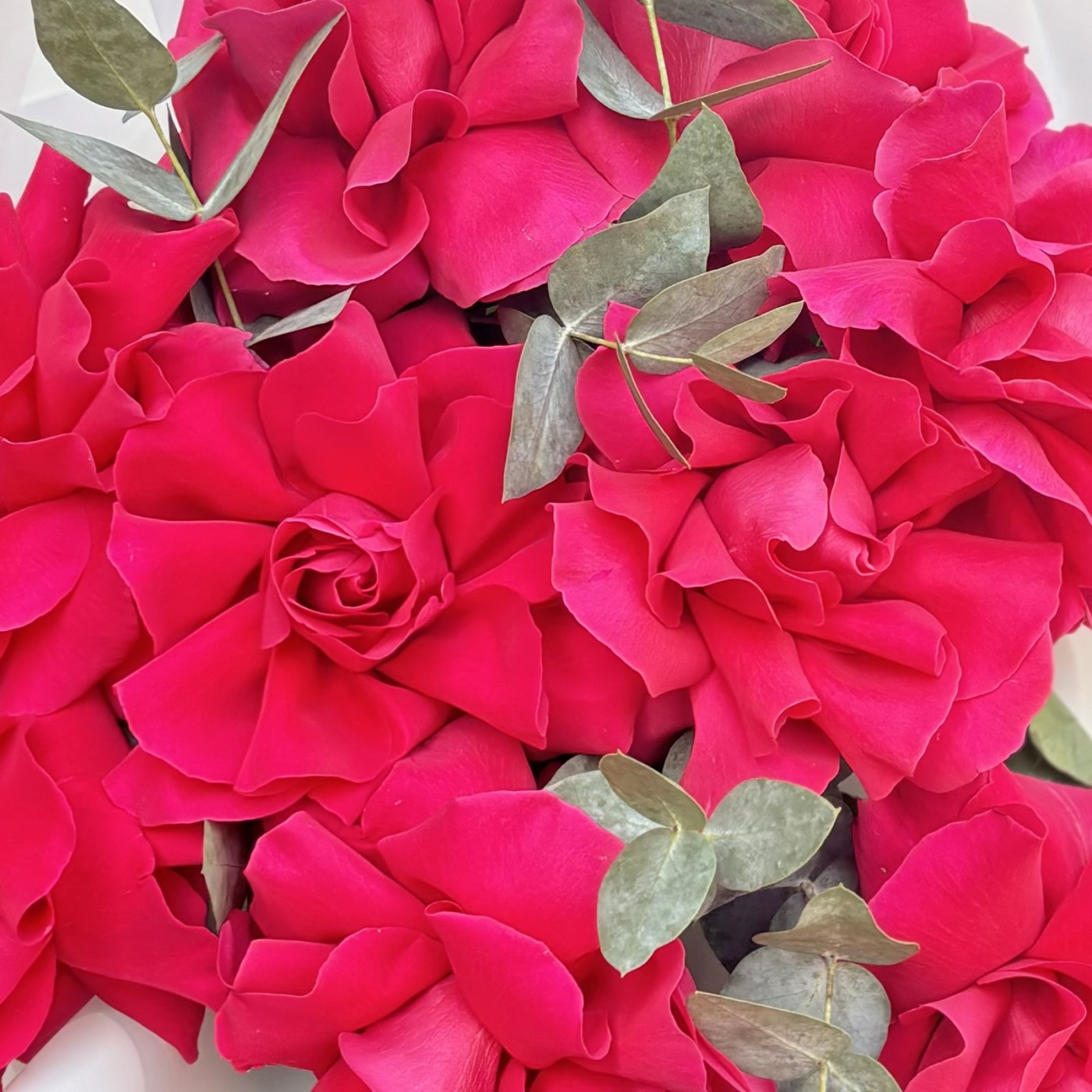 9 пышных малиновых роз с эвкалиптом в упаковке