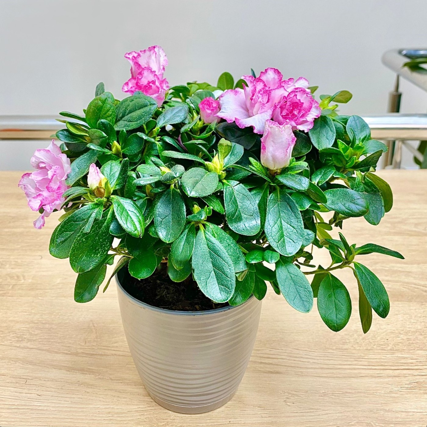 Азалия белая с розовой каймой махровая