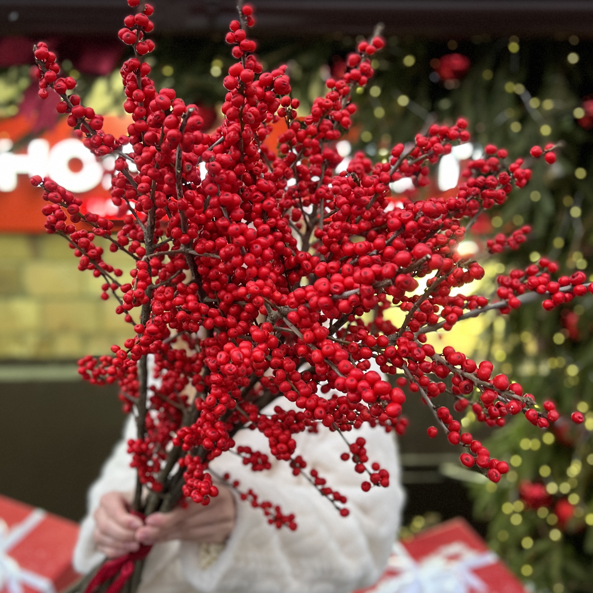 Илекс Красный