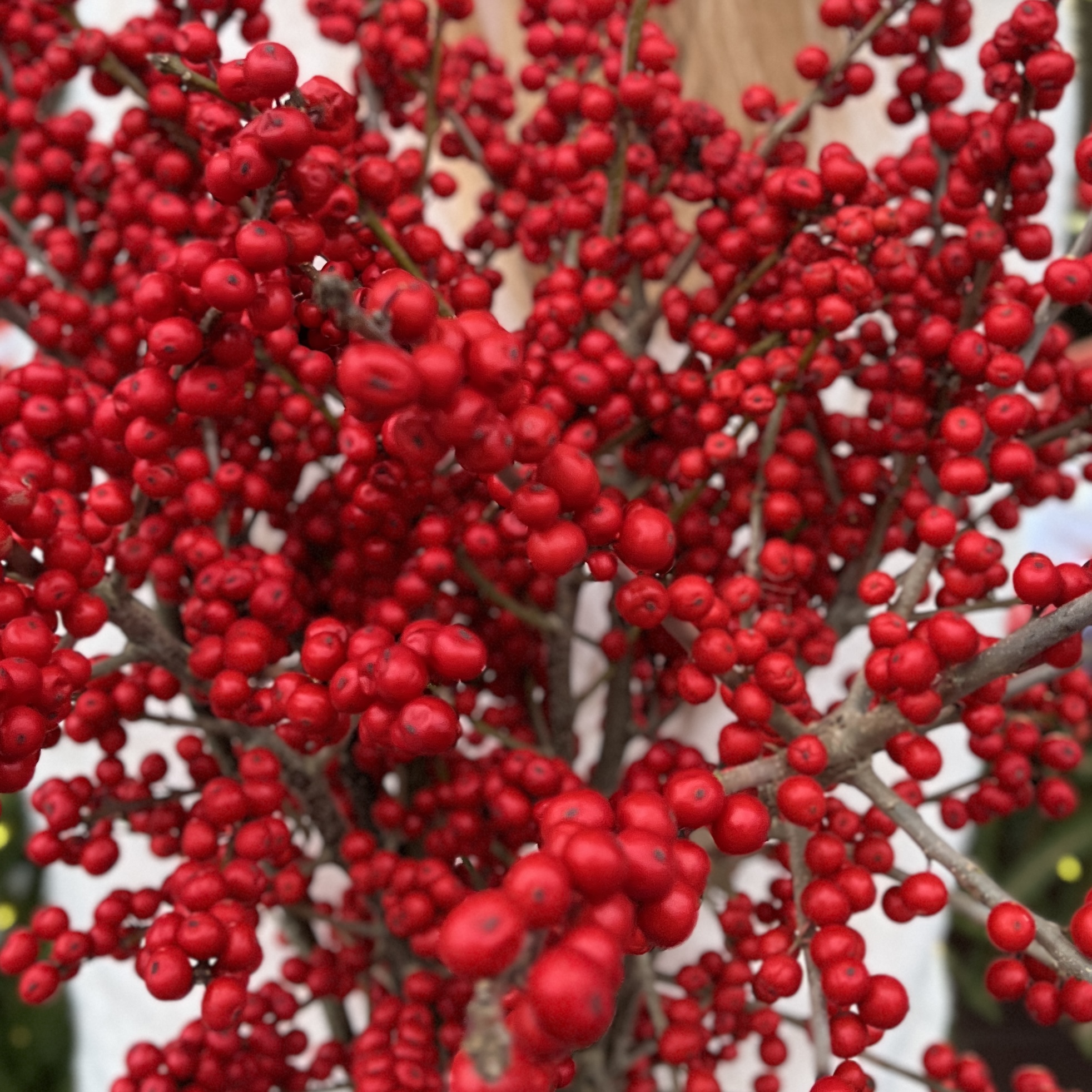 Илекс Красный