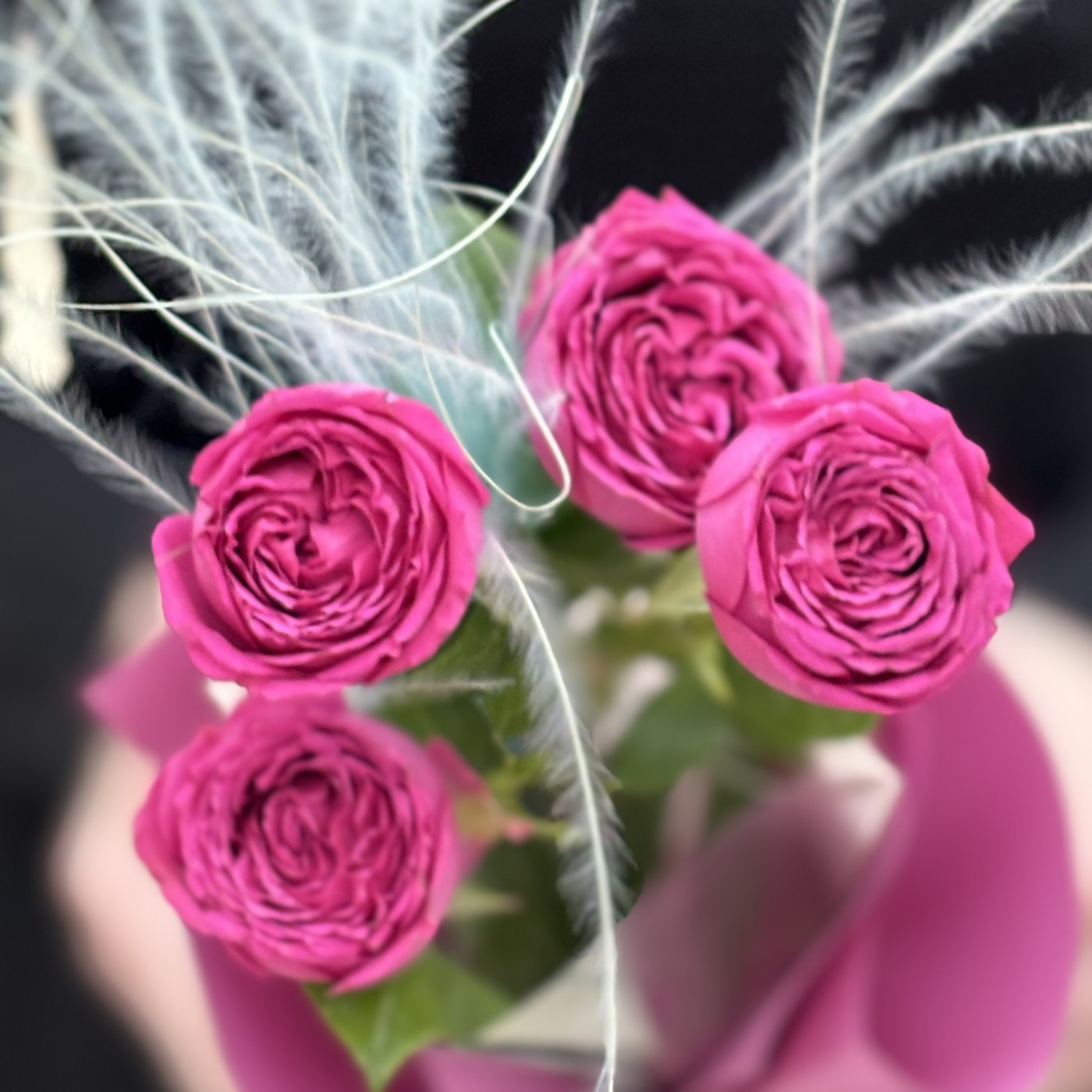 Кустовая малиновая роза Классик Сенсейшен в упаковке