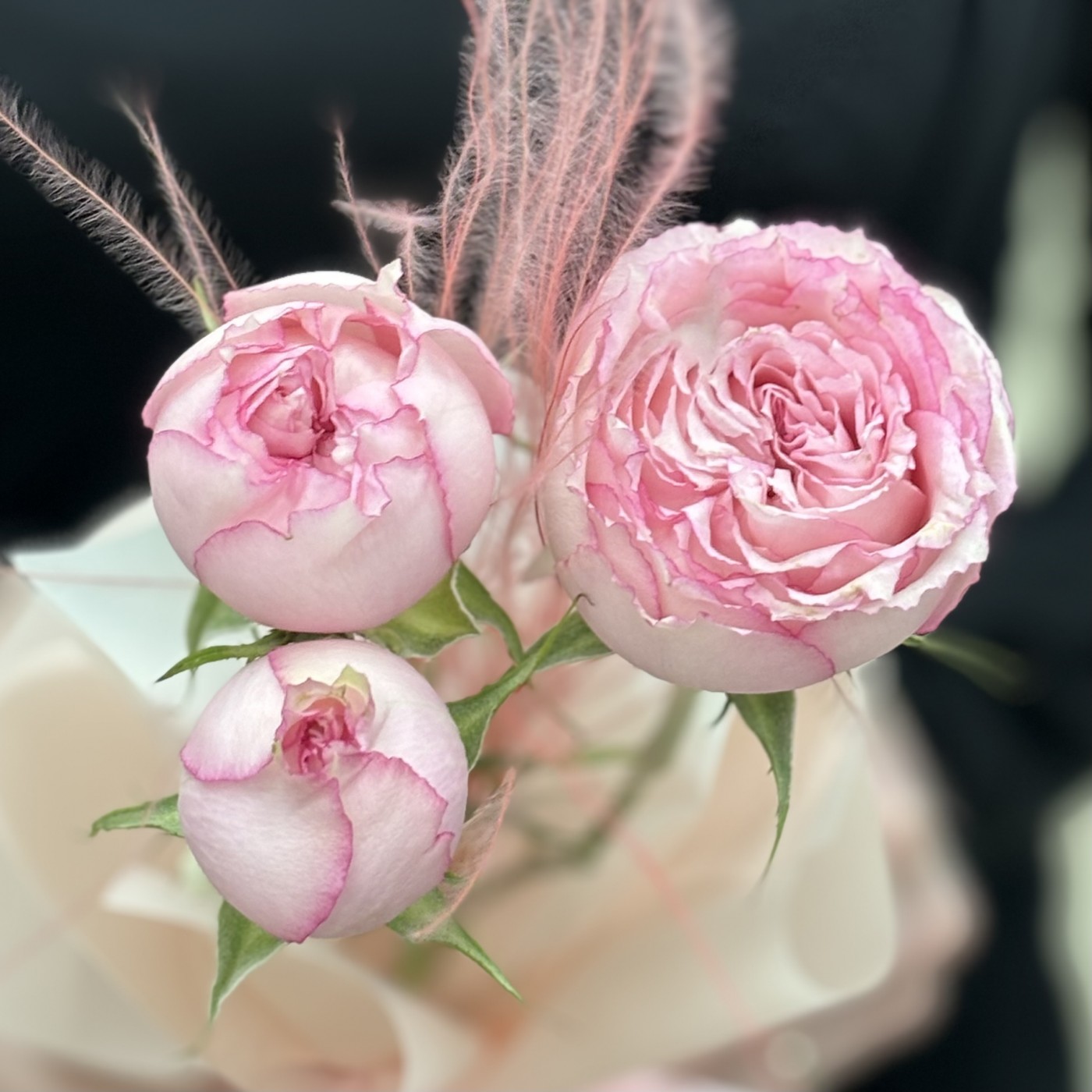 Кустовая пионовидная роза Пинк Блоссом в упаковке