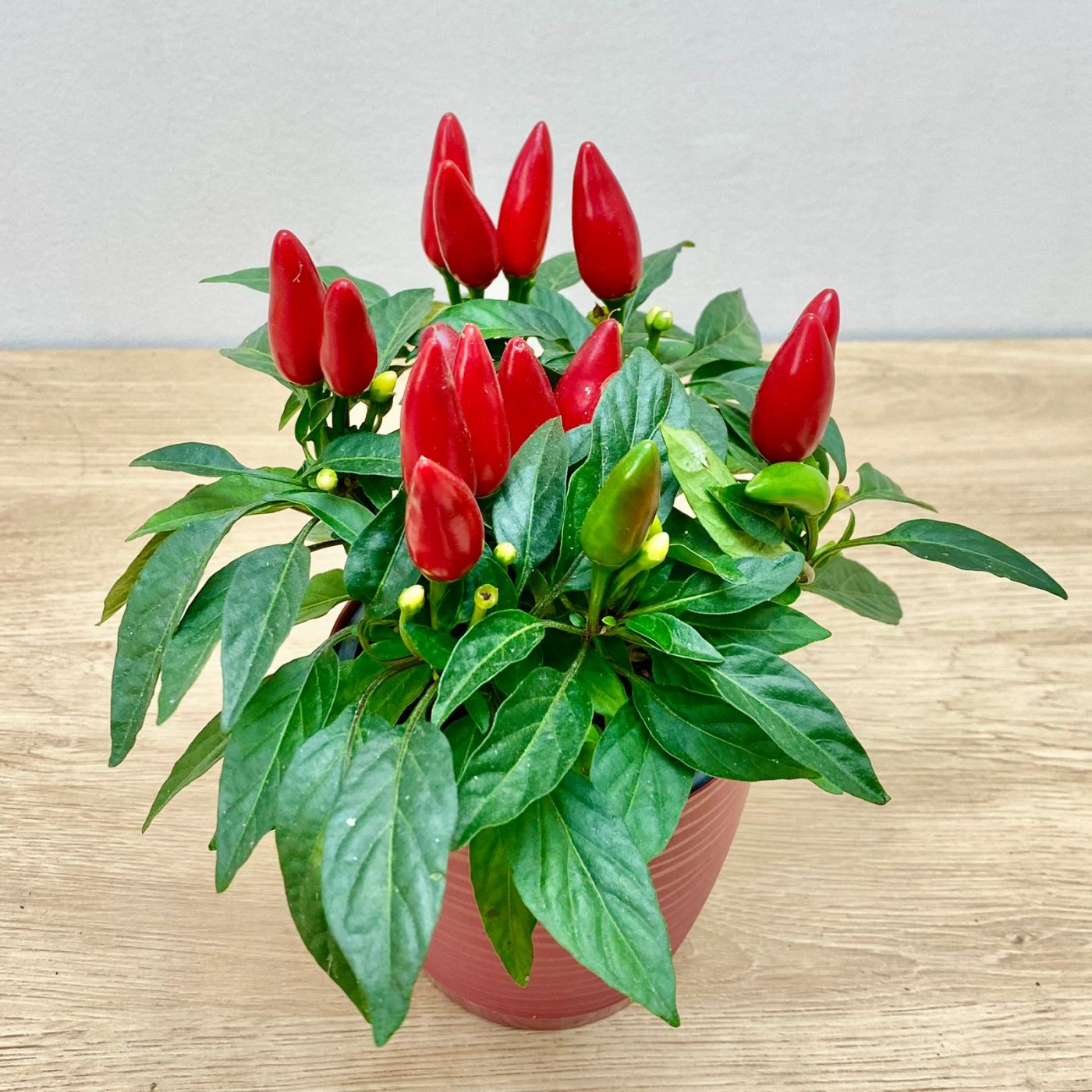 Перец стручковый конусовидный красный