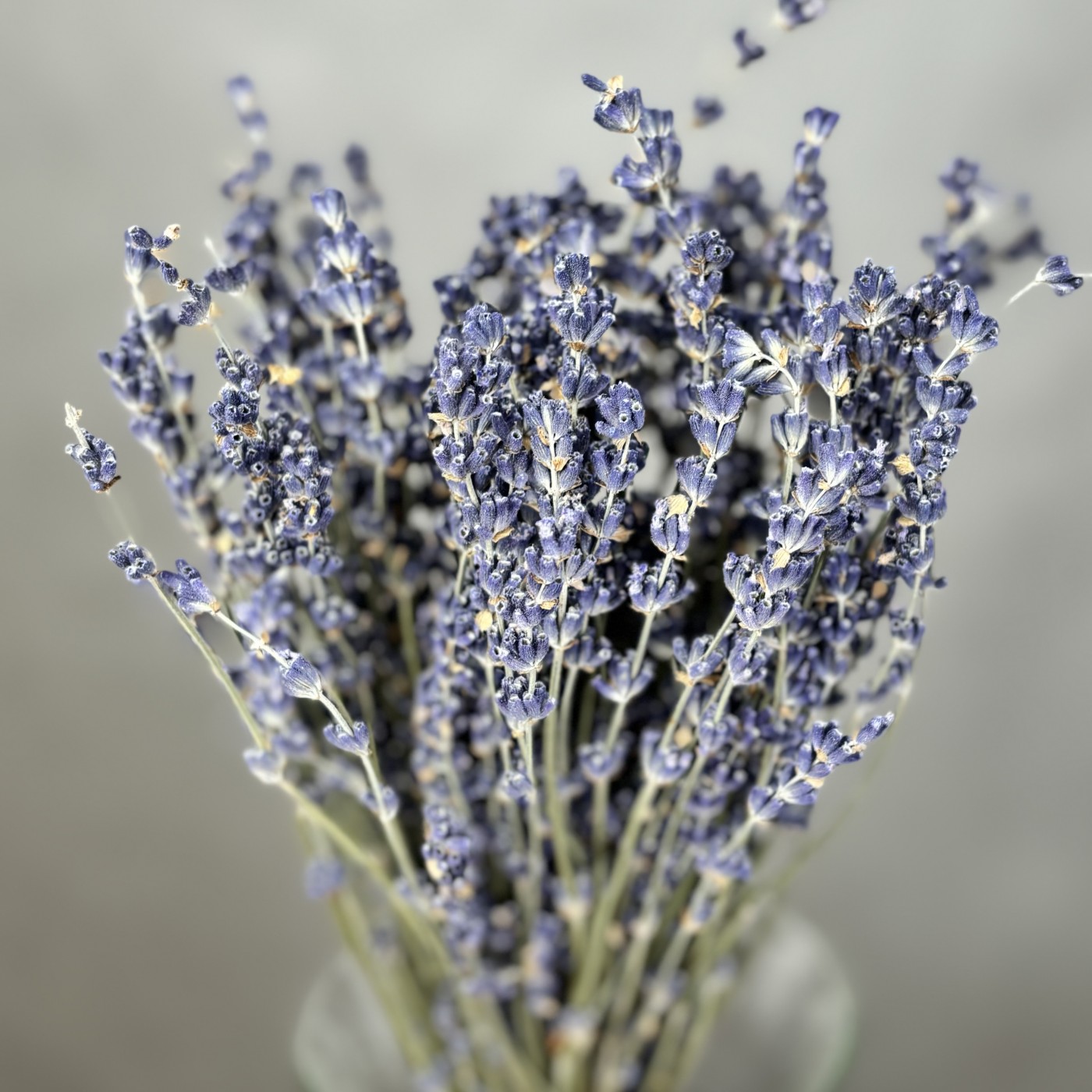 Пучок Лаванды