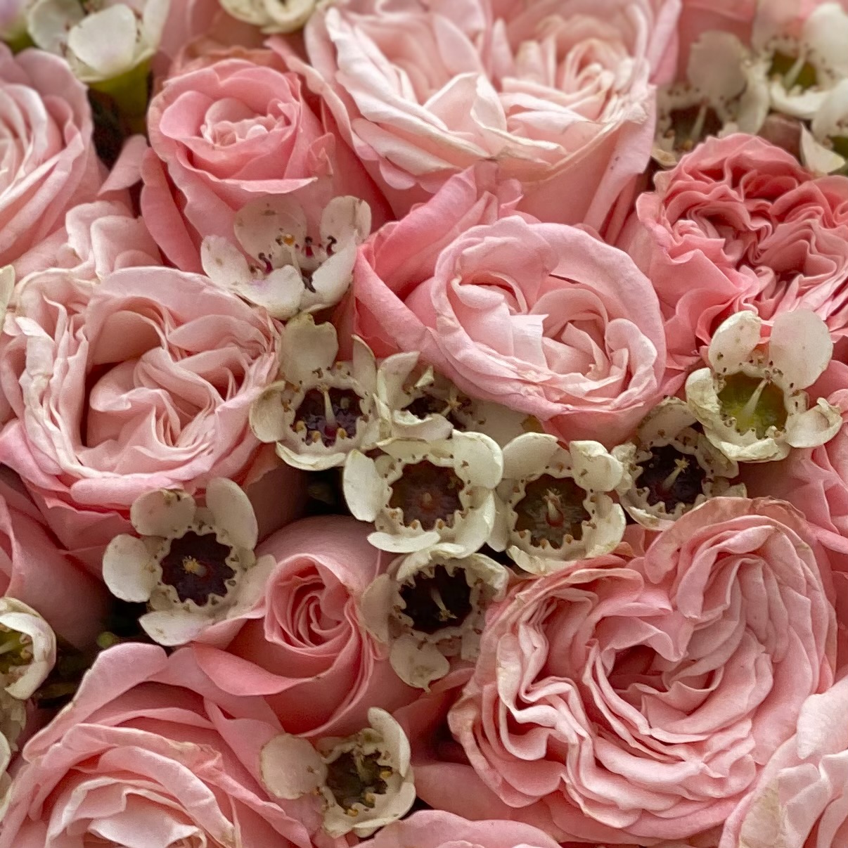Розовые розы Мадам Бомбастик с ваксфлауэром коробке