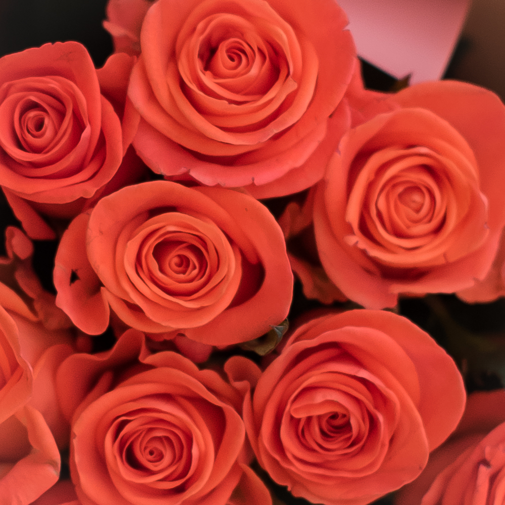 15 оранжевых роз Wow