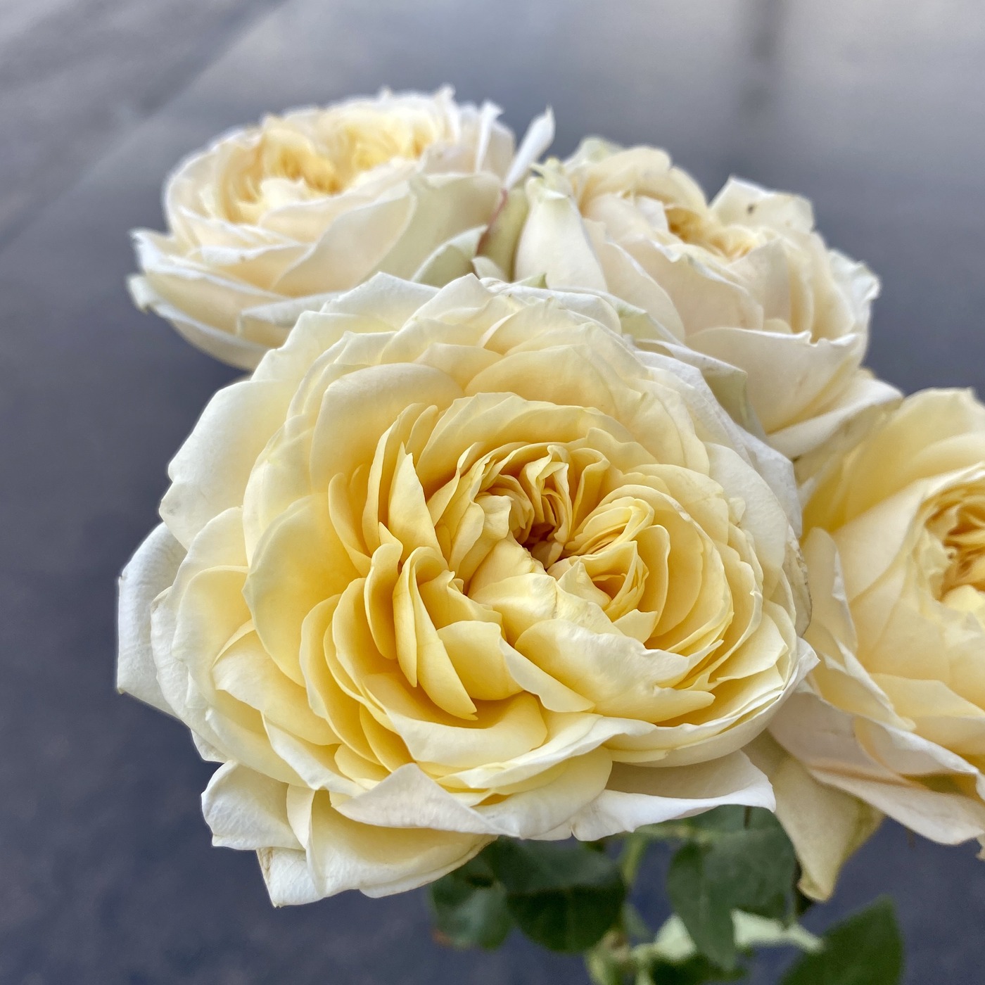 Роза пионовидная кустовая Джульетта Крем