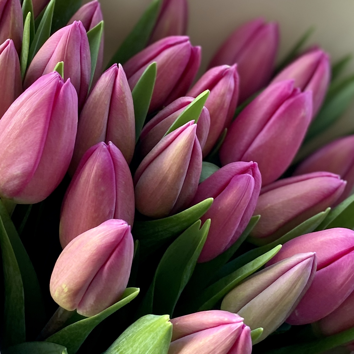 25 ярких лиловых тюльпанов