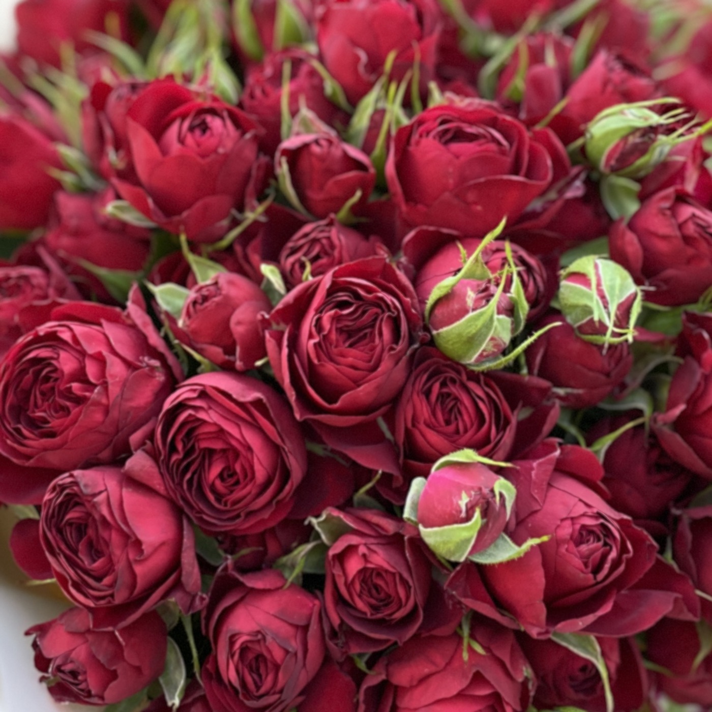 Букет из пионовидных роз Ред Лэйс (Red Lace)