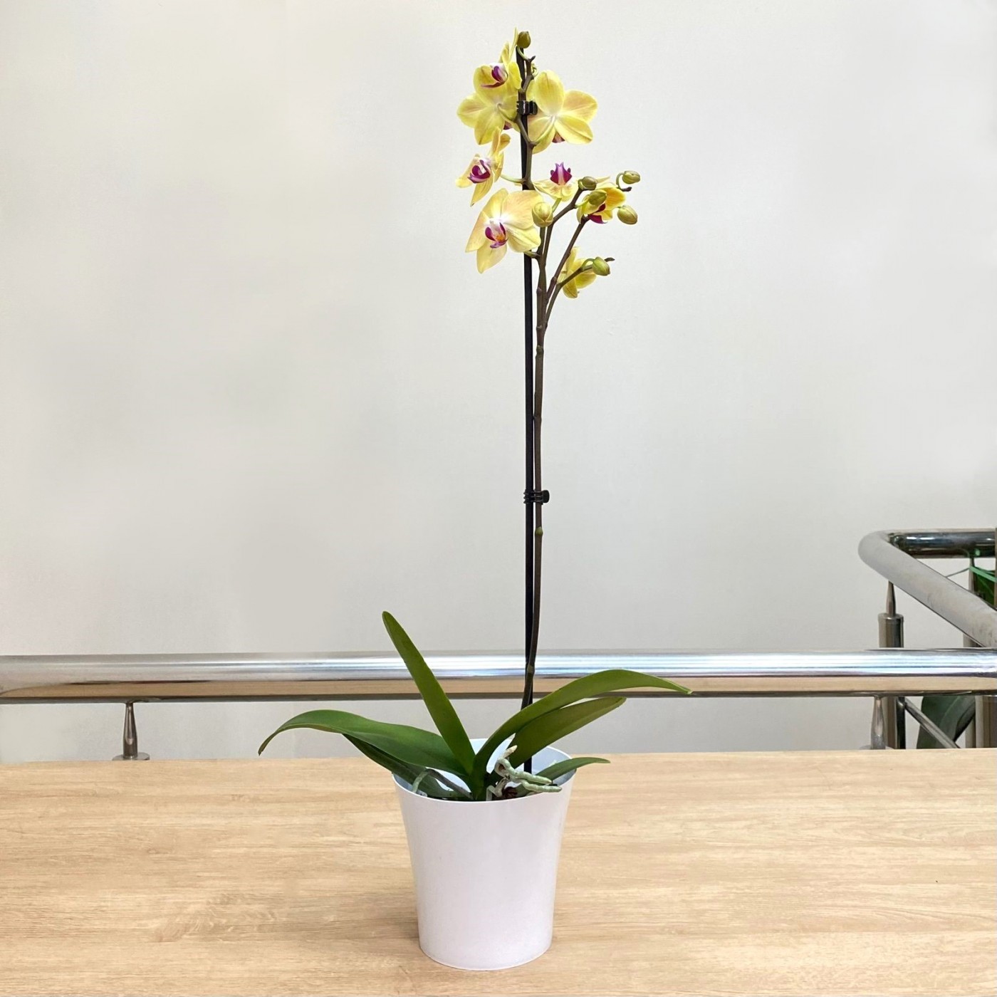 Орхидея Фаленопсис одноствольная жёлтая с фиолетовой серединкой