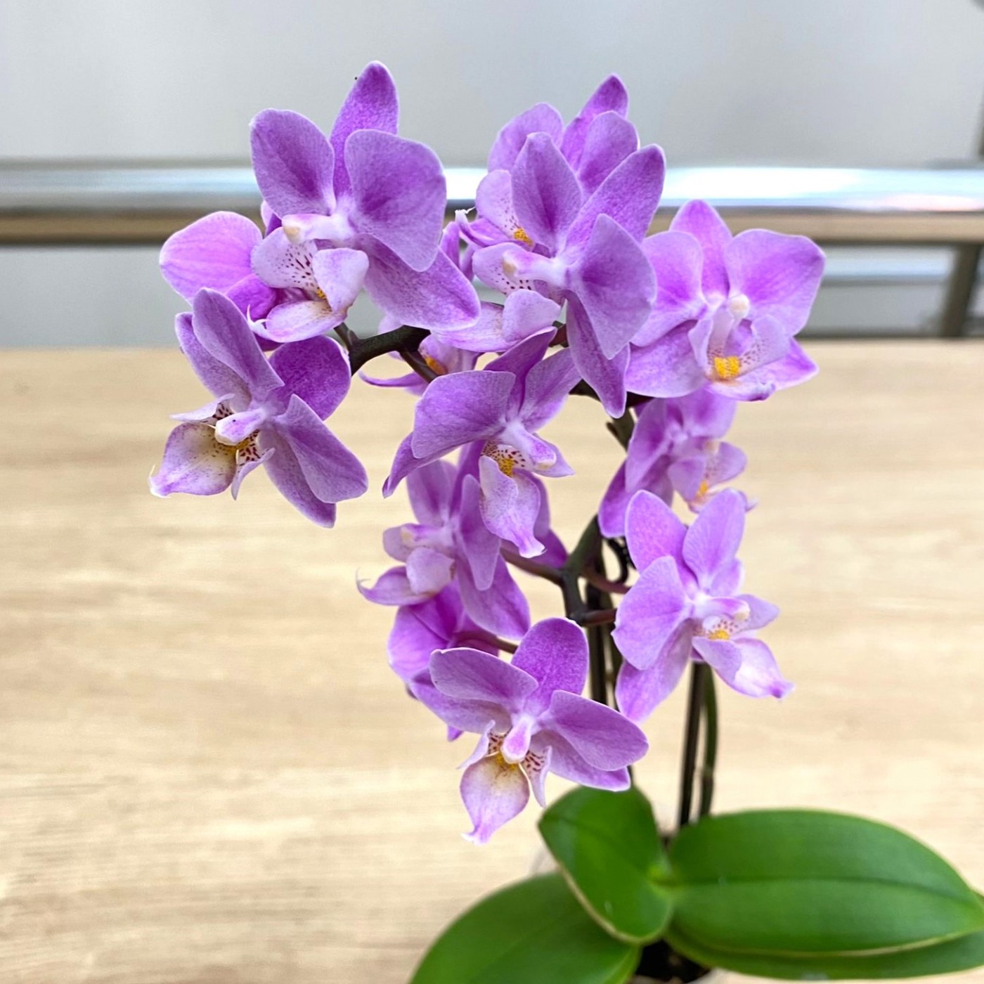 Орхидея Фаленопсис мини сиреневая