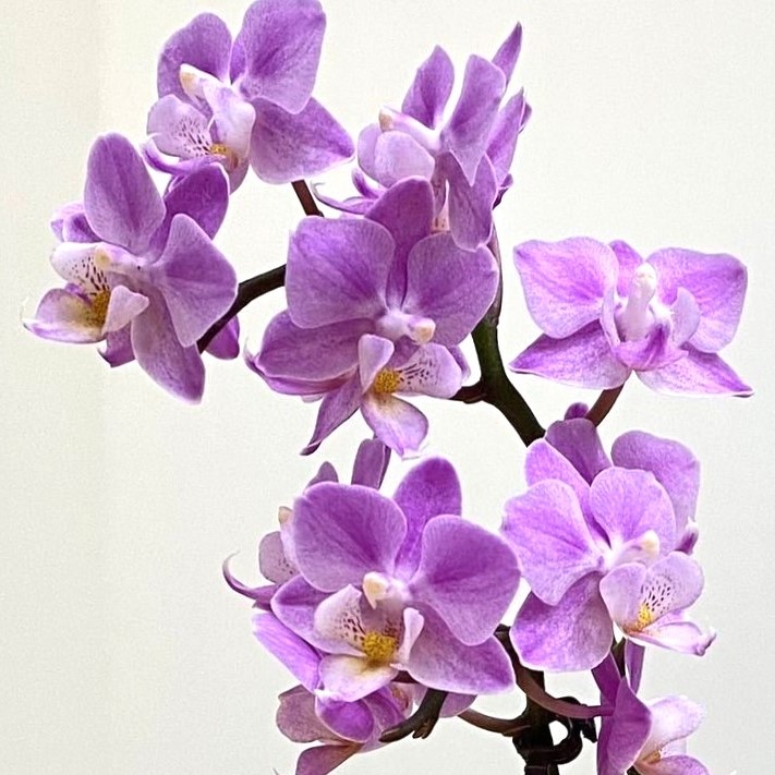 Орхидея Фаленопсис мини сиреневая