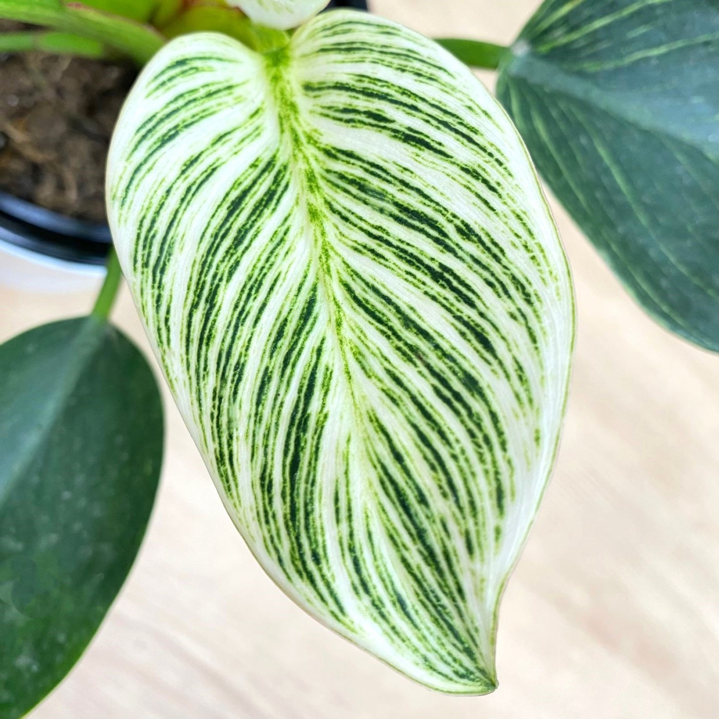 Филодендрон Биркин