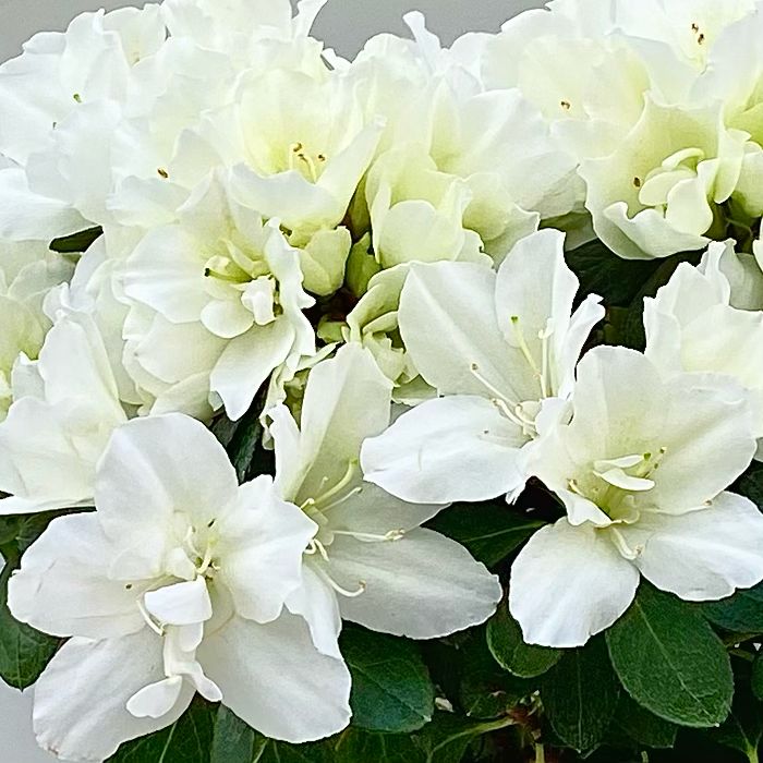 Азалия белая