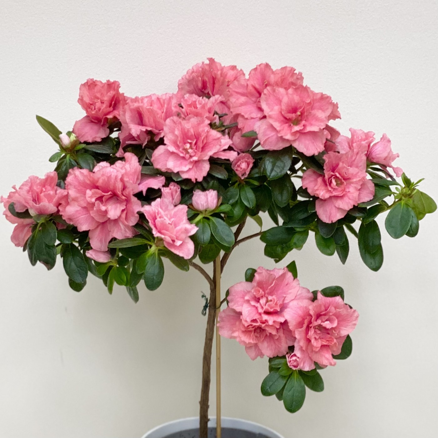 Азалия на штамбе коралловая