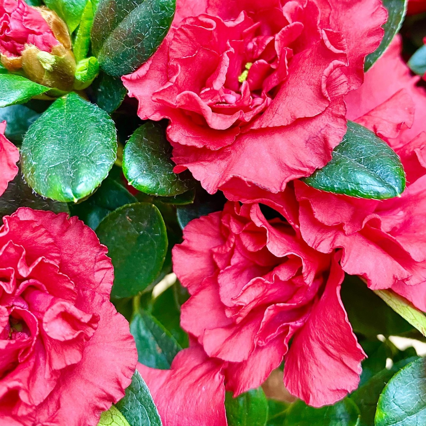 Азалия на штамбе красная