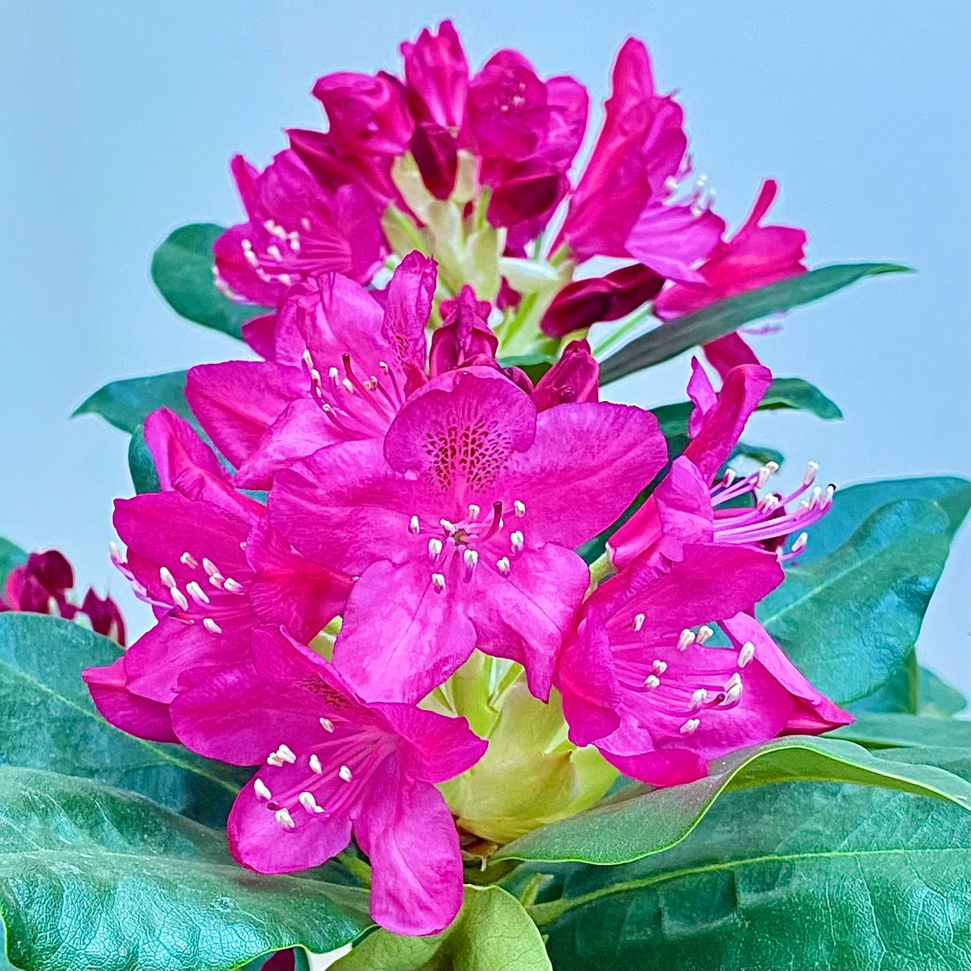 Рододендрон Нова Зебла