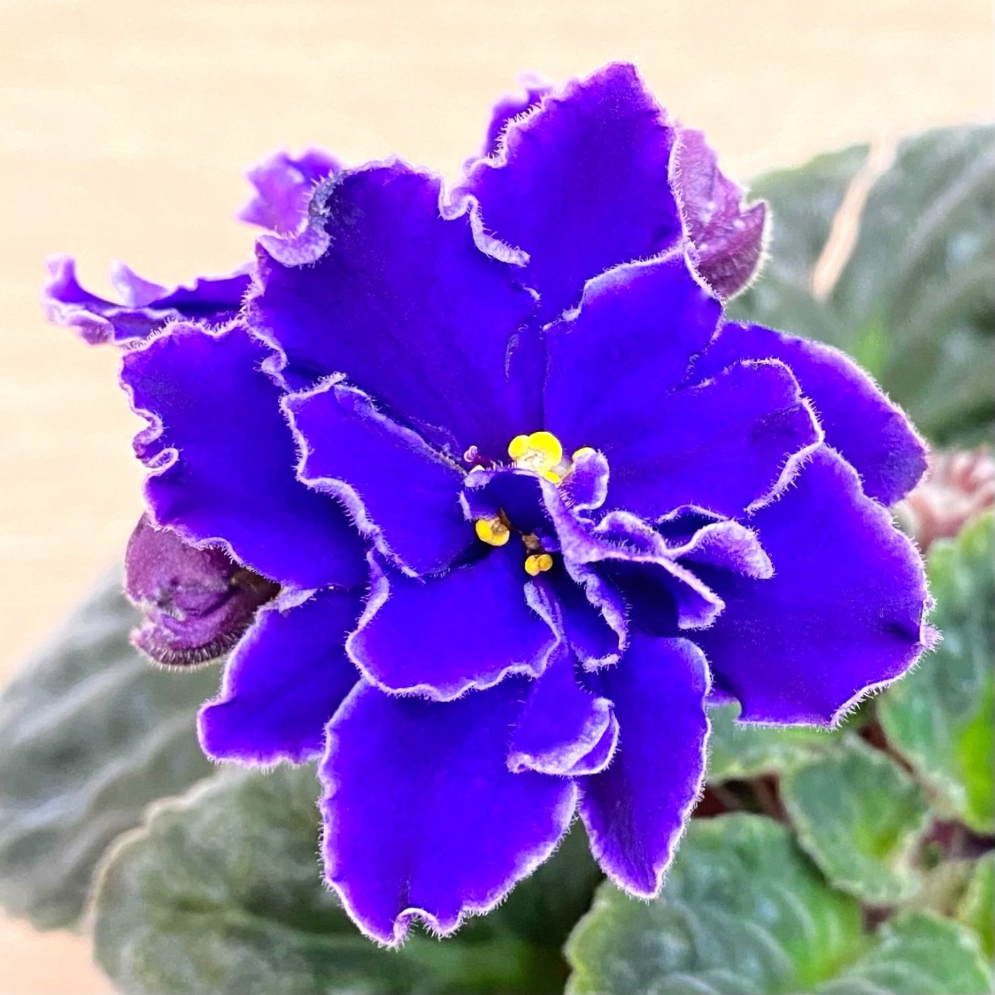 Фиалка (сенполия) махровая фиолетовая с белым