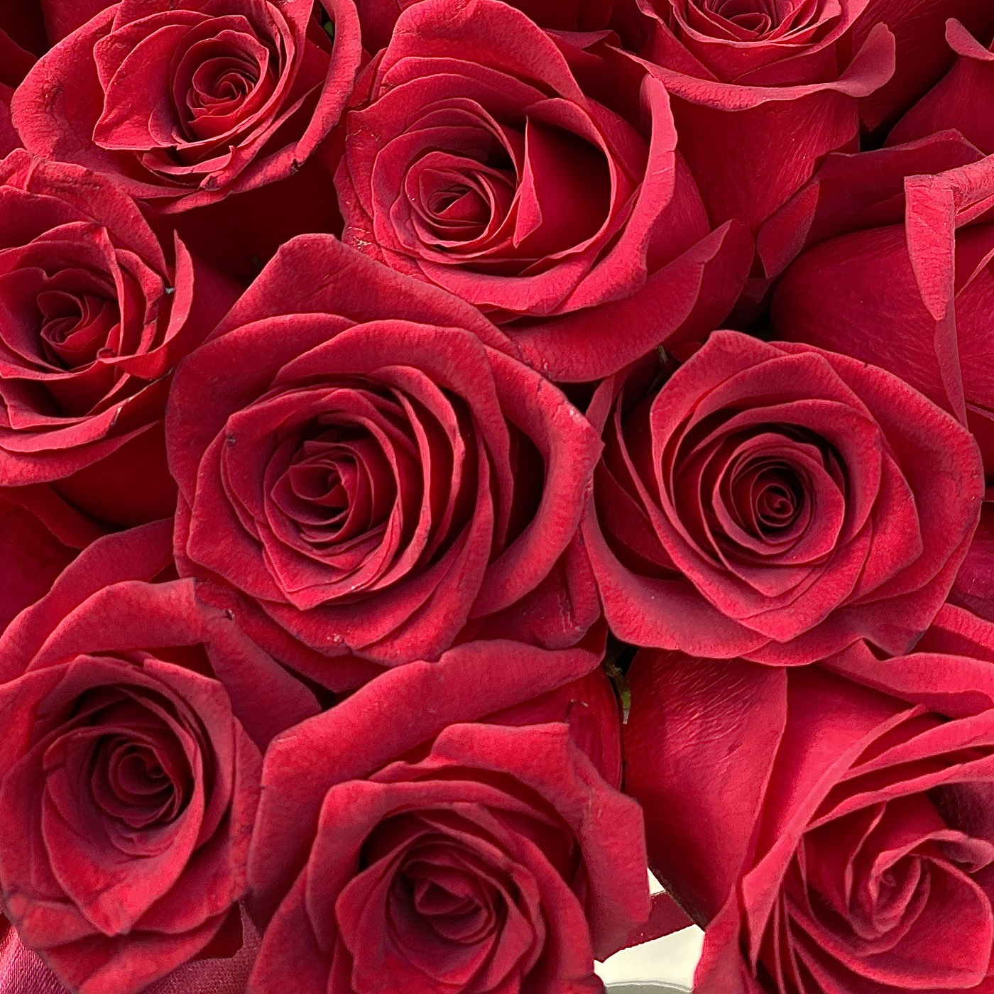 Красные розы в шляпной коробке L