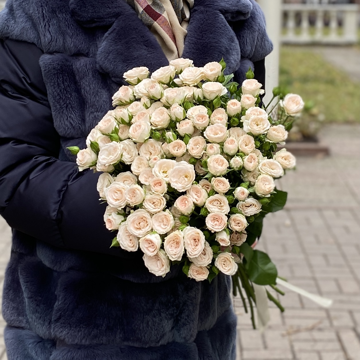 Кустовая кремовая роза Рослин