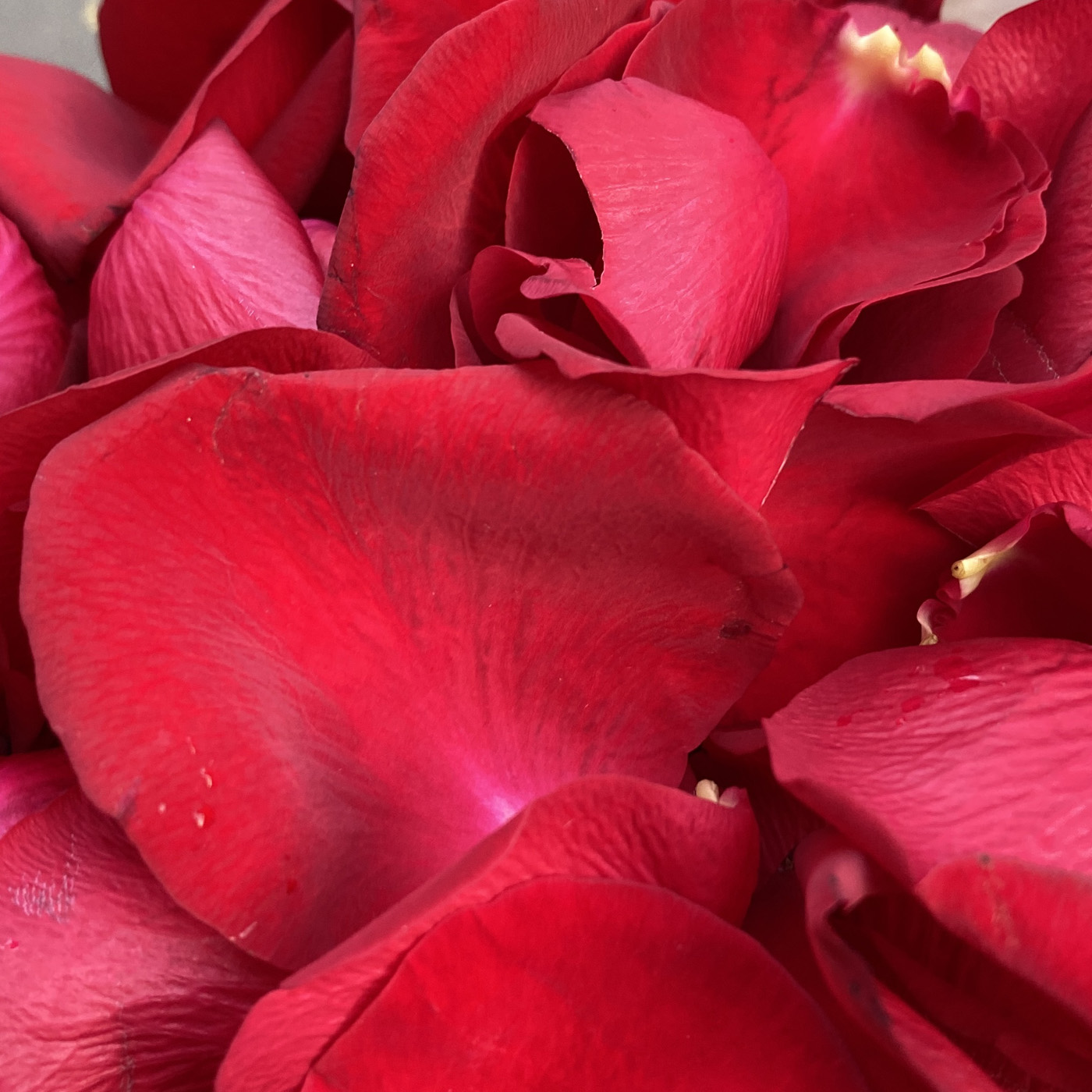 Лепестки роз