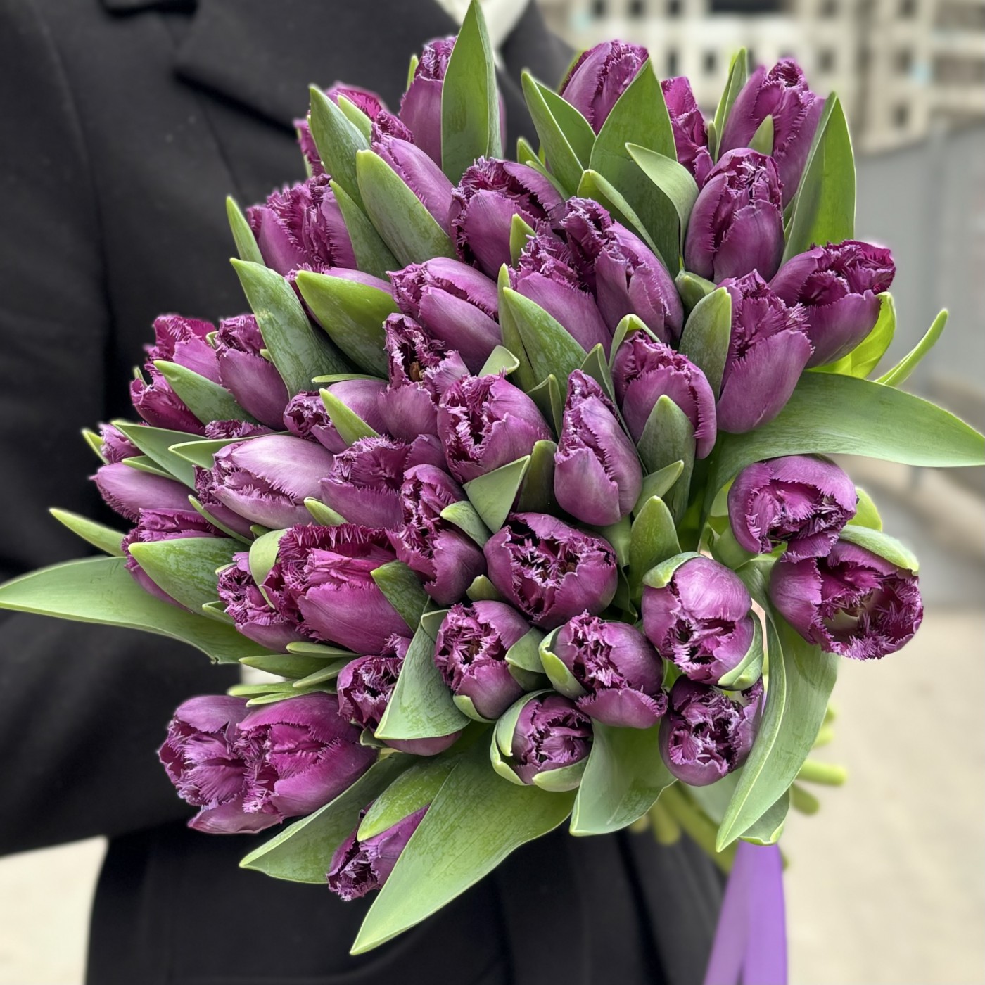 Тюльпан махровый фиолетовый Мадженто