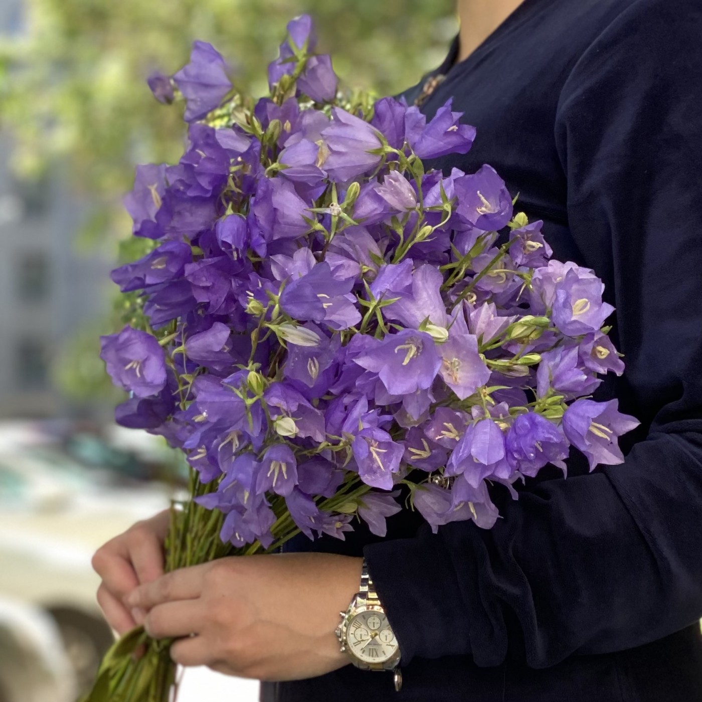 Кампанула фиолетовая
