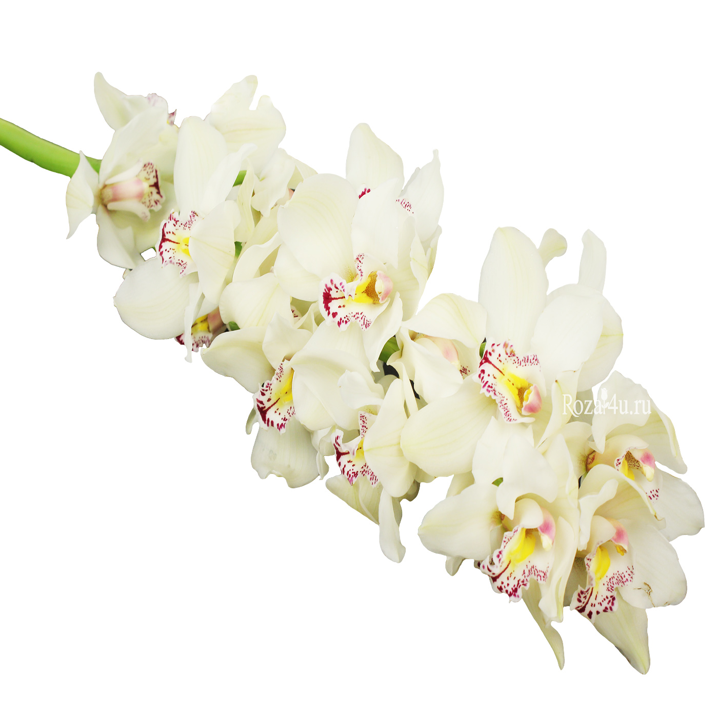 Орхидея белая