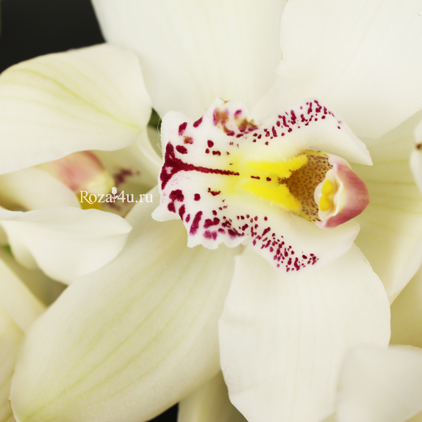 Орхидея белая