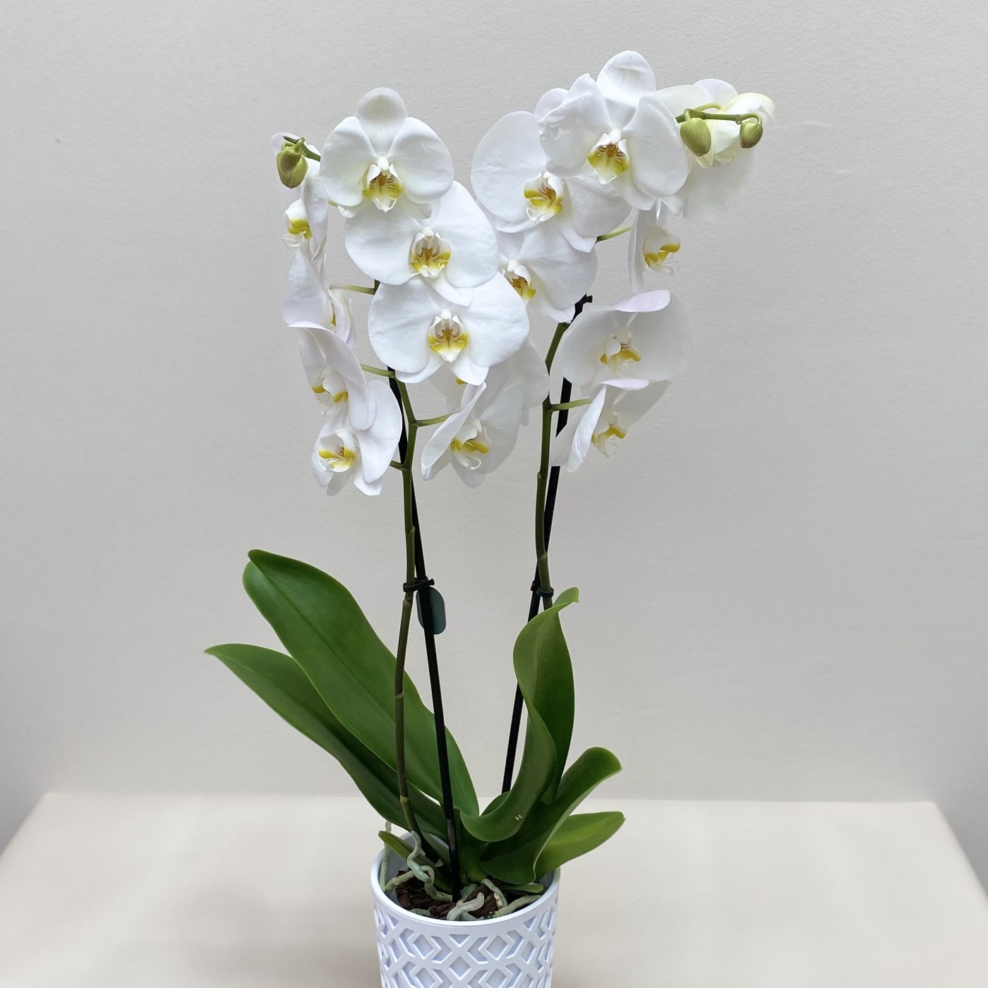 Орхидея Фаленопсис двуствольная белая